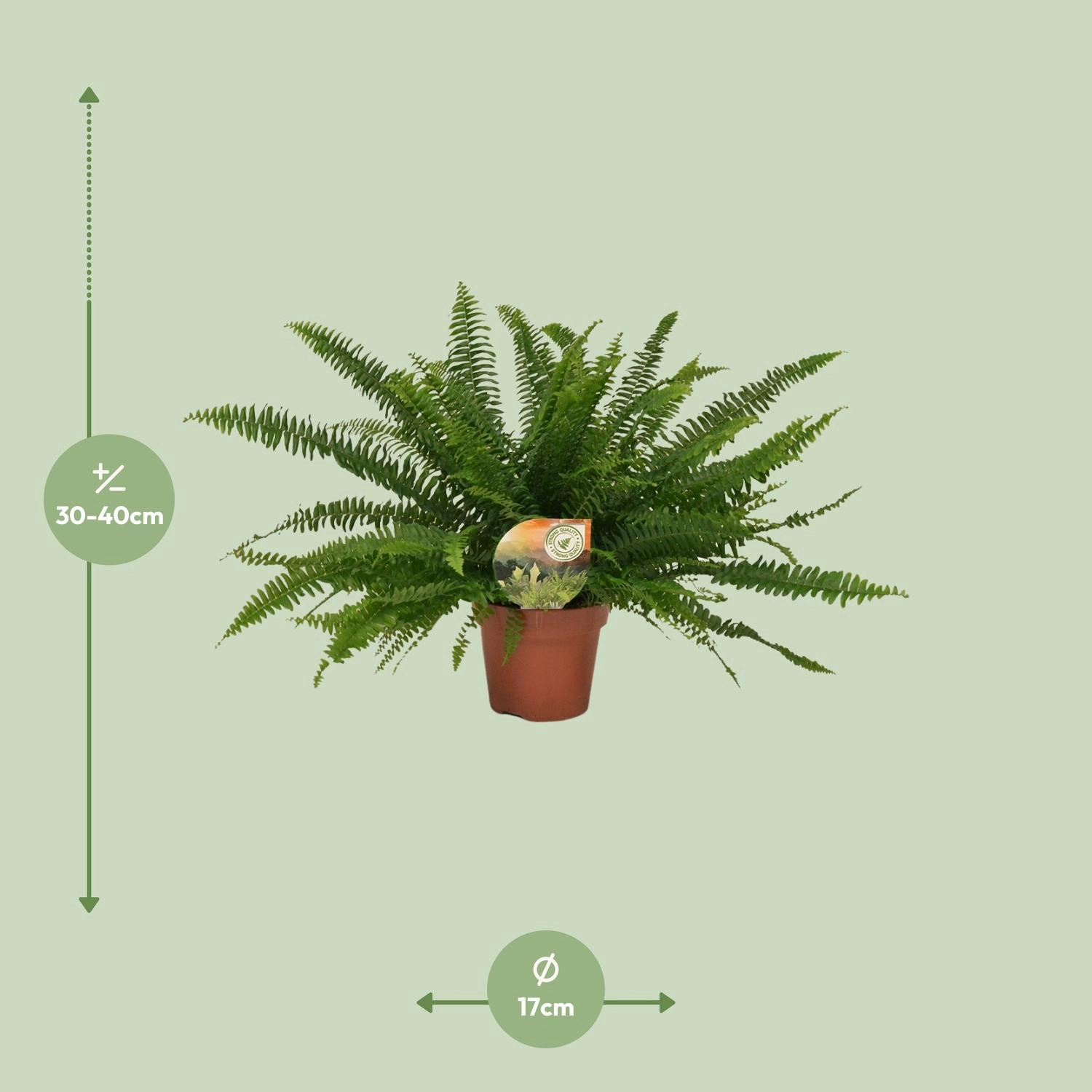 Detailaufnahme: federartige Wedel des Boston-Farns