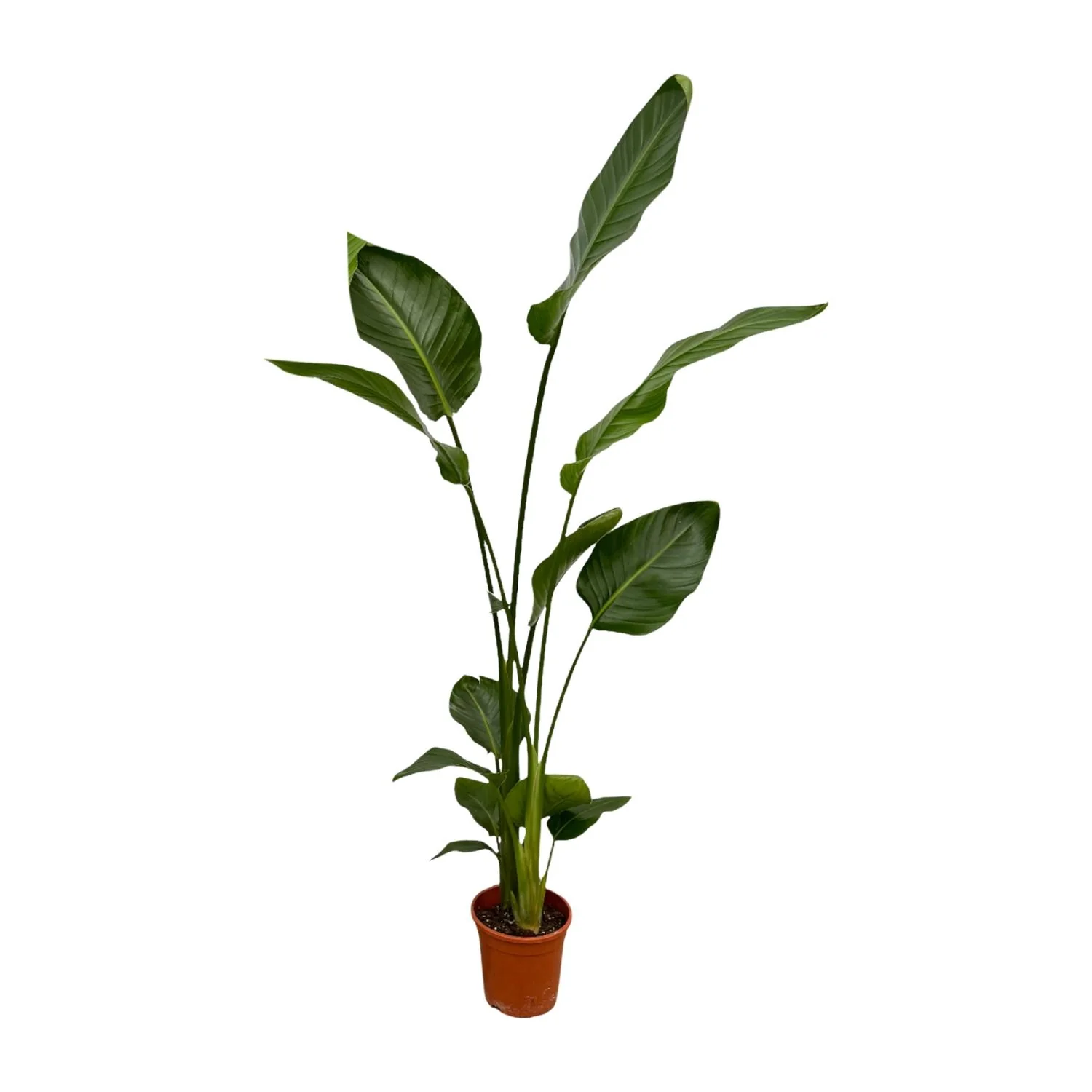 Strelitzia Nicolai in einem Wohnraum