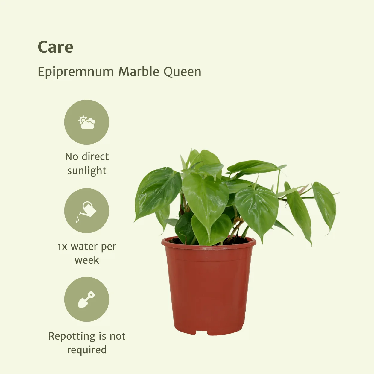 Philodendron Scandens im Hängetopf