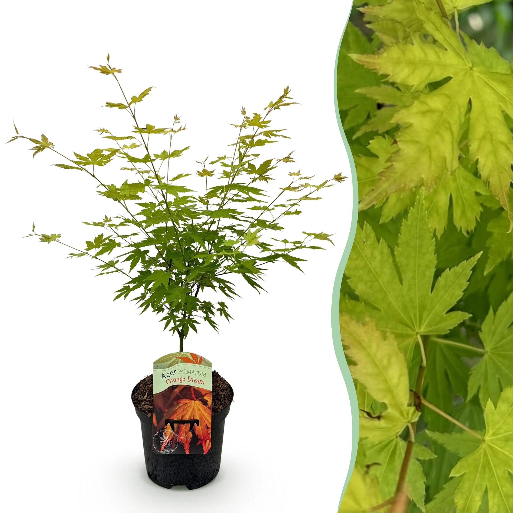 Acer palmatum Orange Dream - Japanischer Ahorn