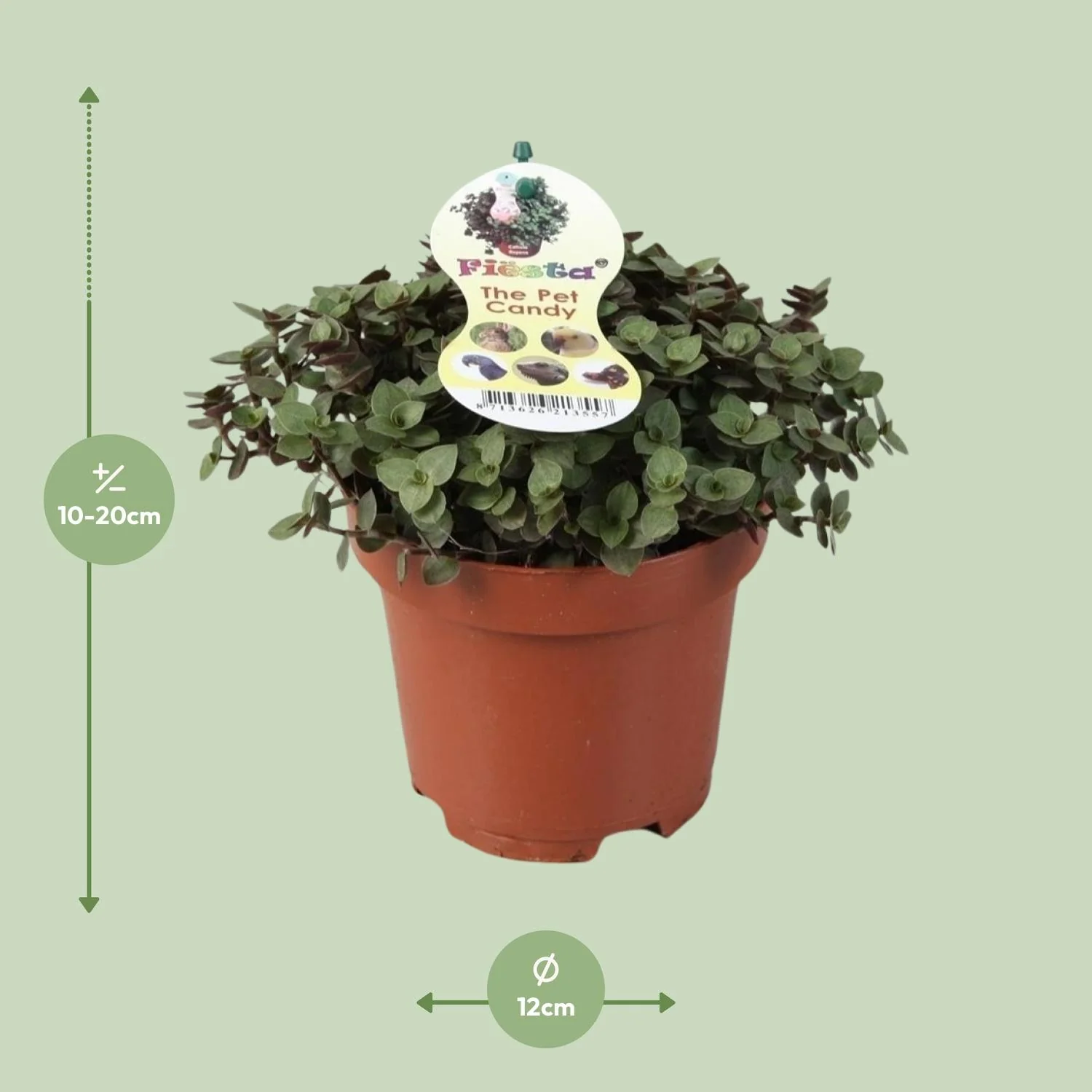 Zollpflanze in Innenraum