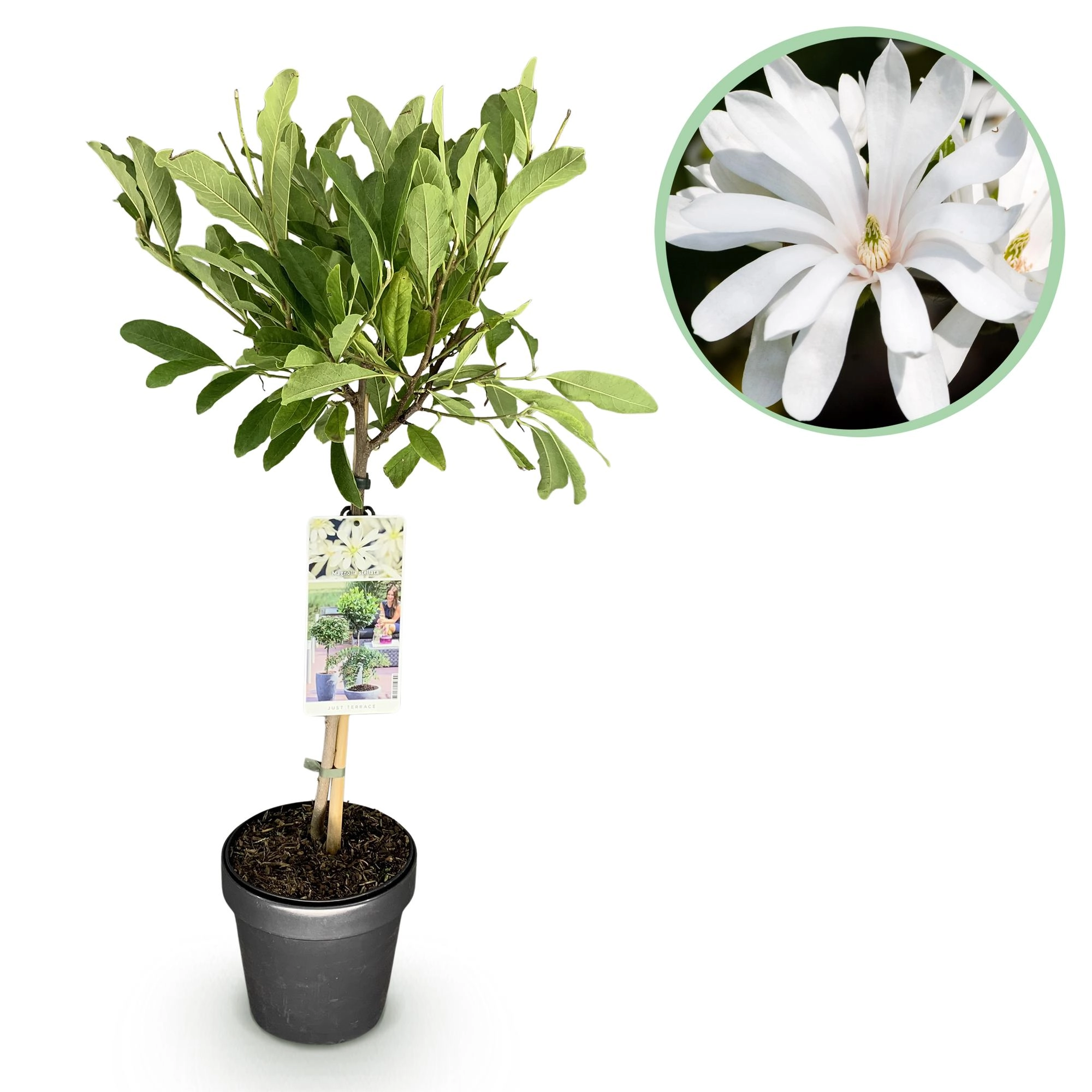 Magnolia stellata - Blick auf die Blüten