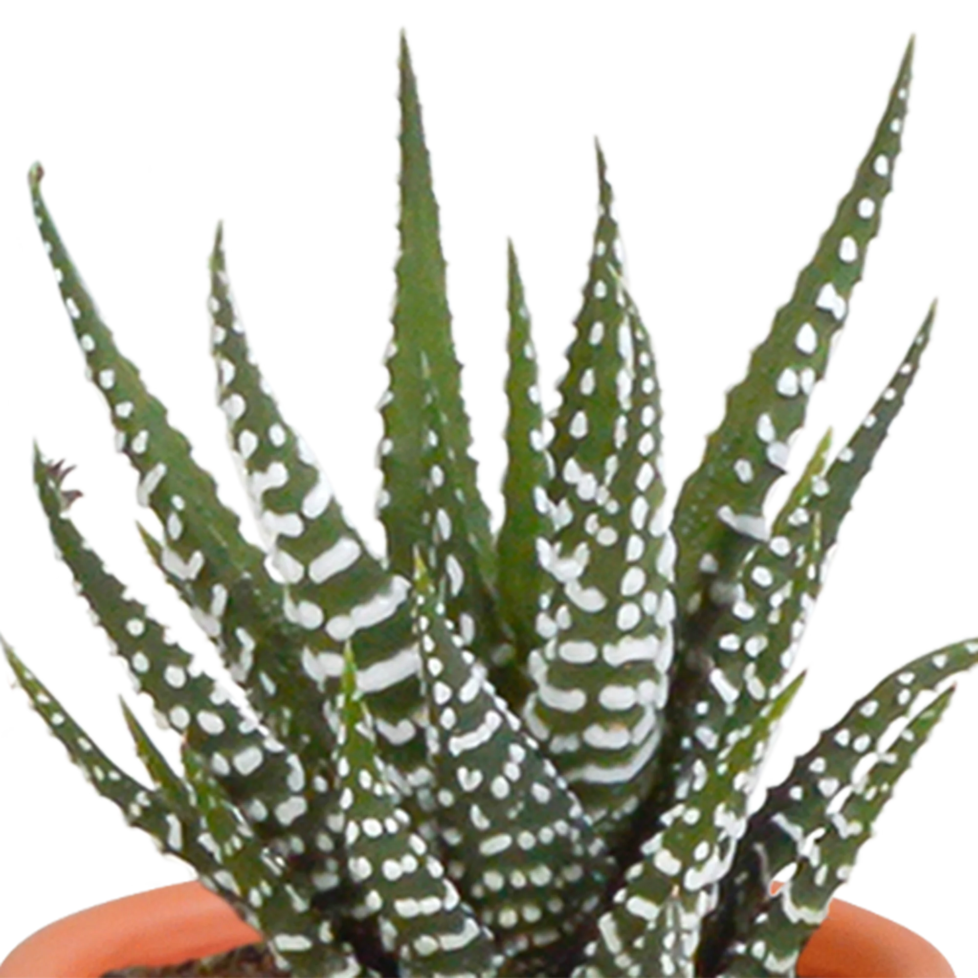 Mediterraner Terrakottatopf mit Kakteen