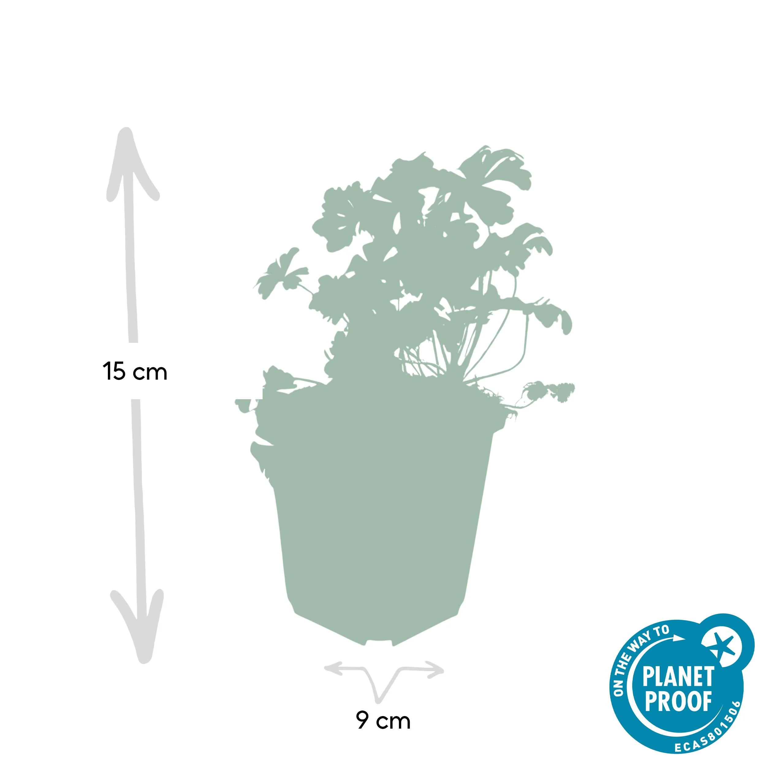 Geranium cantabrigiense 'Biokovo' - Übersicht im Garten