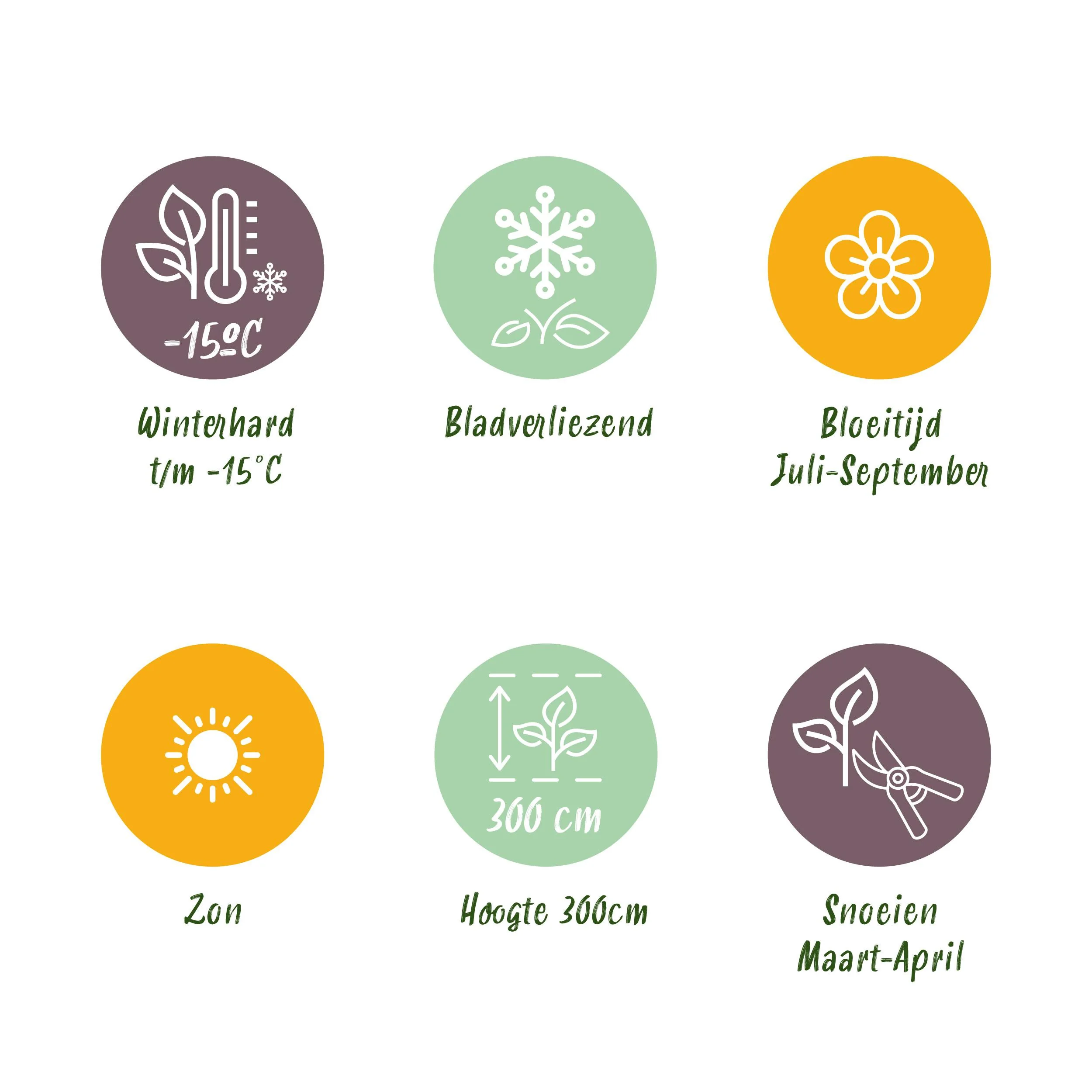 Hydrangea macrophylla Weiß - Übersicht