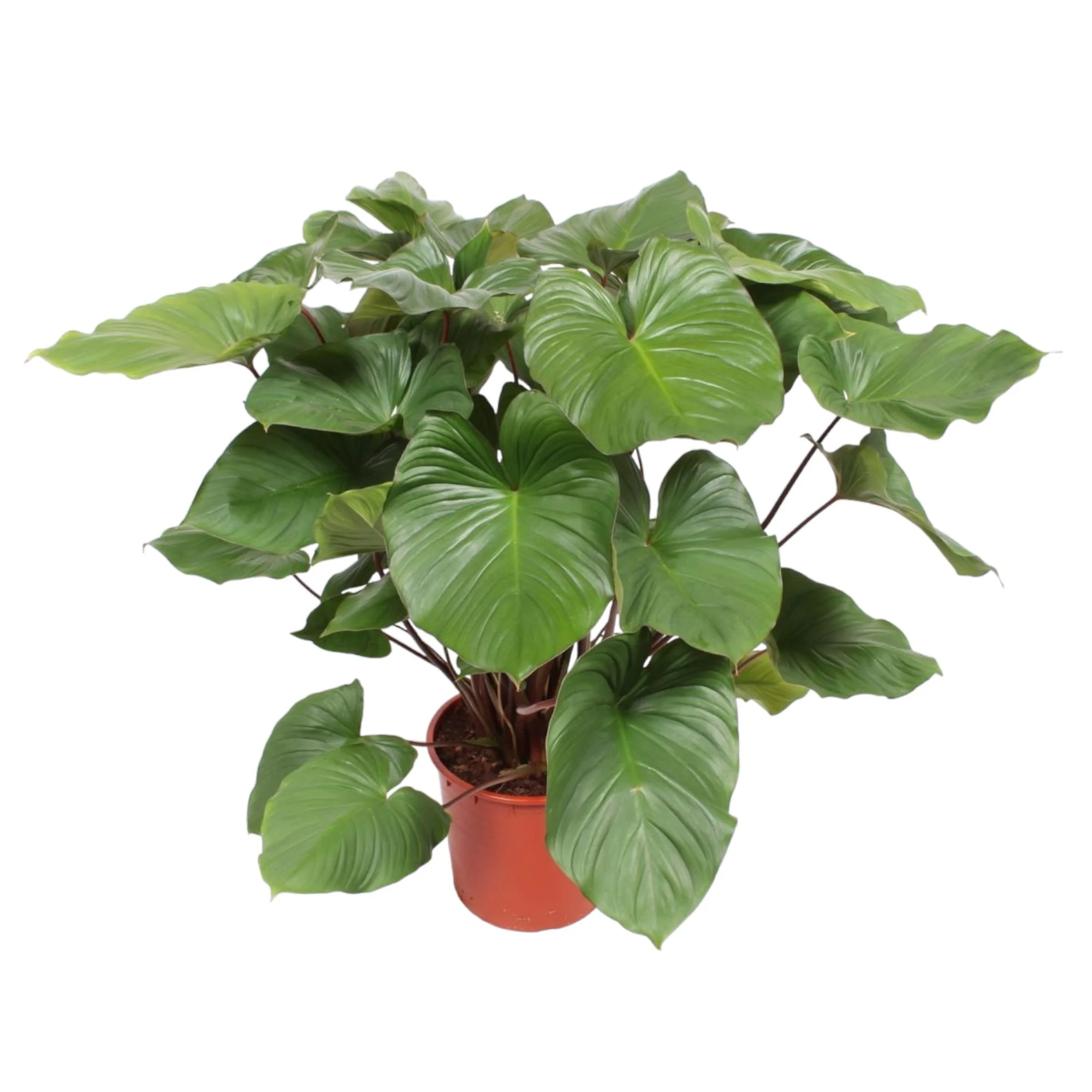 Detailansicht Homalomena Rubescens Maggy