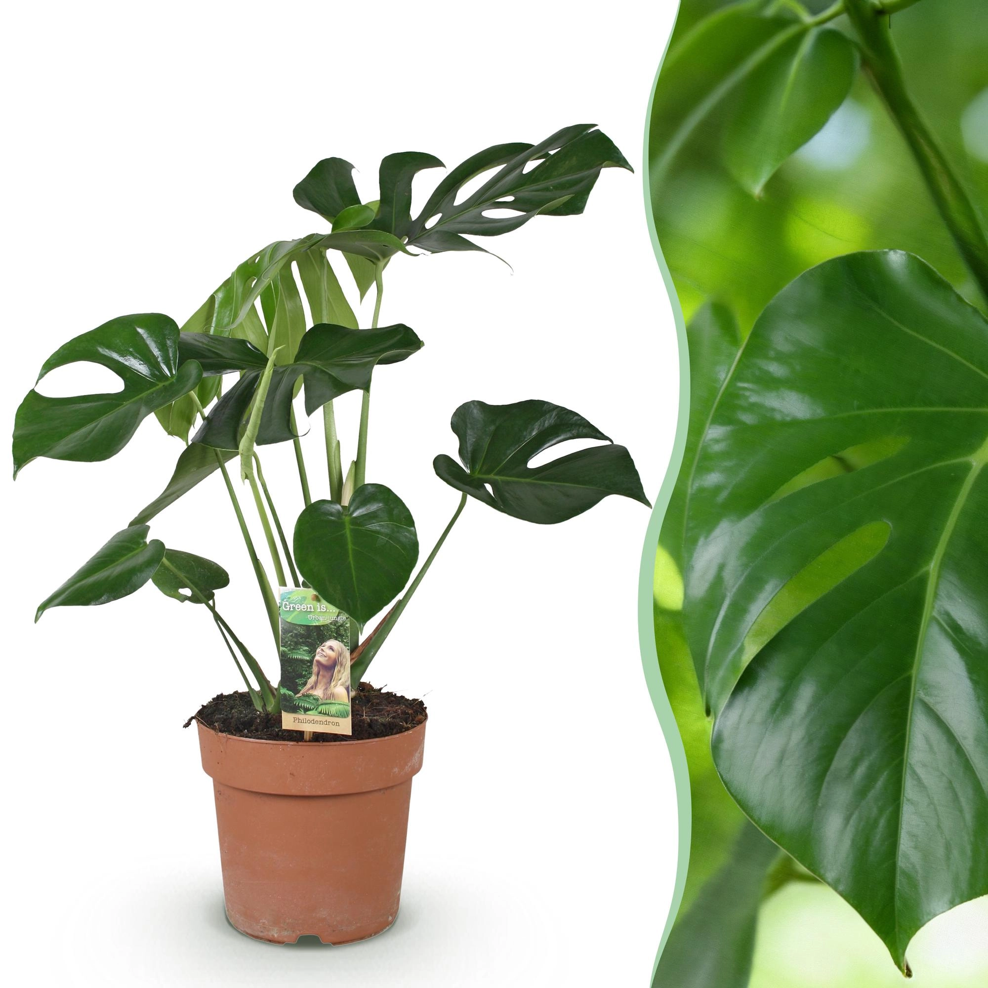 Monstera Deliciosa Pflanze