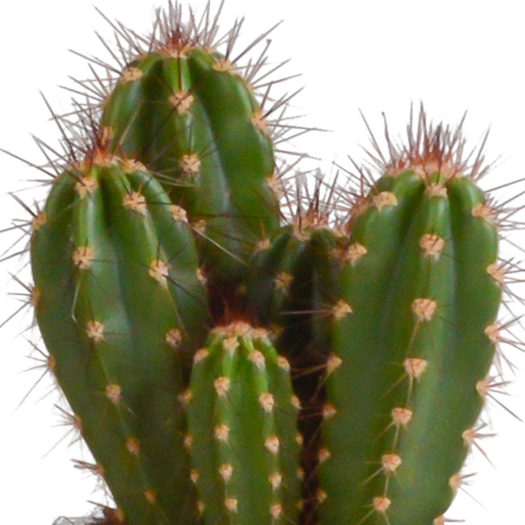Vielfalt von Cereus Kakteen