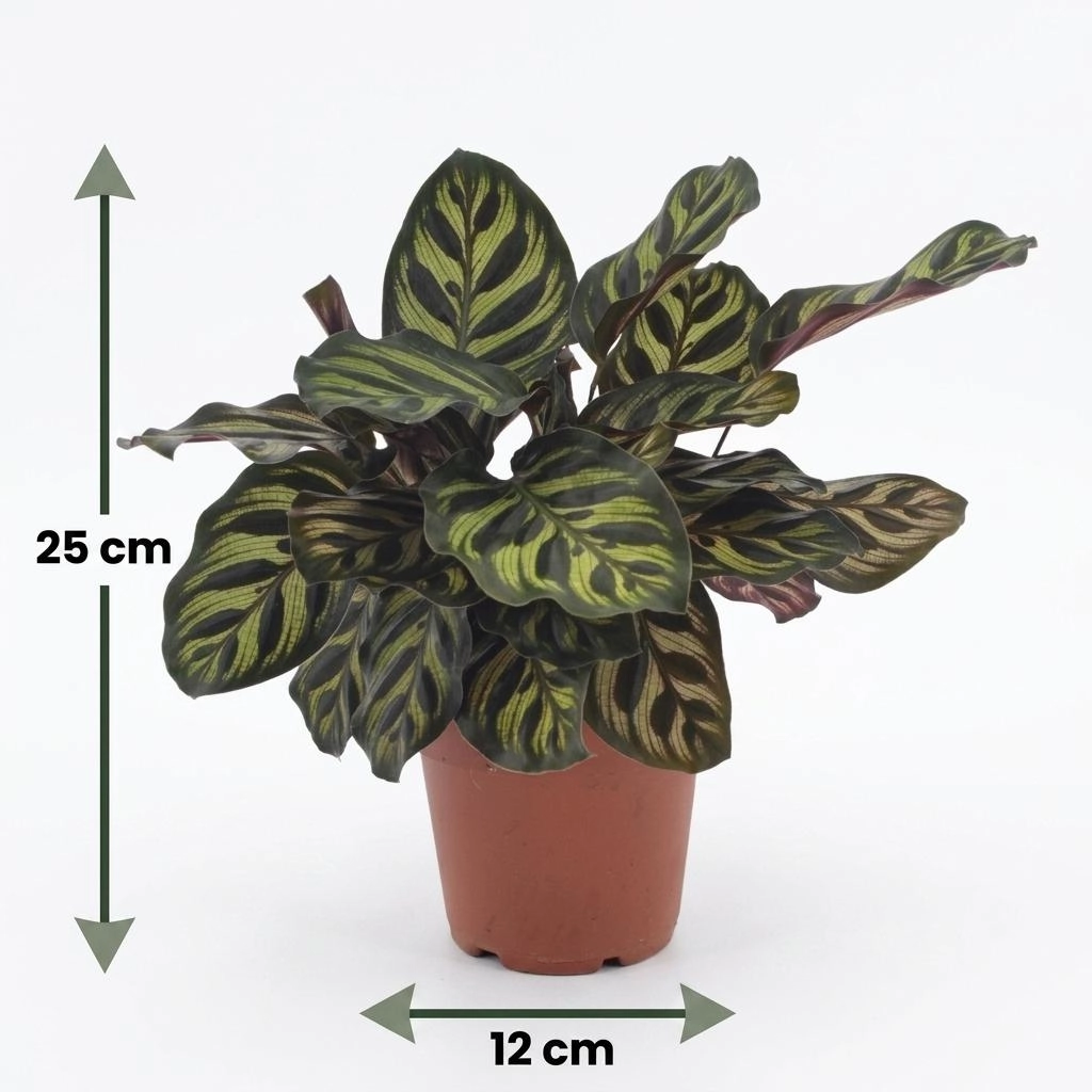 Calathea Makoyana als Pfauenpflanze mit Topf 12 cm und Höhe 25 cm