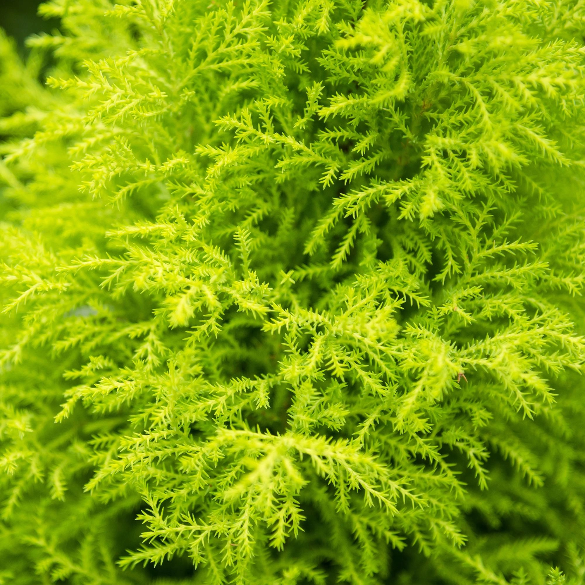 Cupressus Gold Crest Wilma - Detailaufnahme