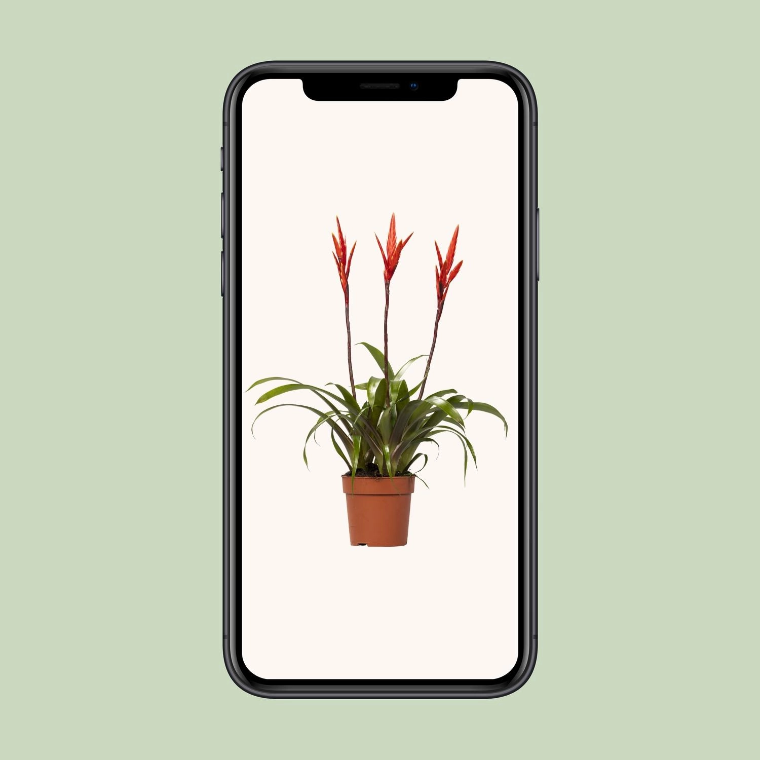 Vriesea Detailansicht Laub und Hochblatt in Innenraum