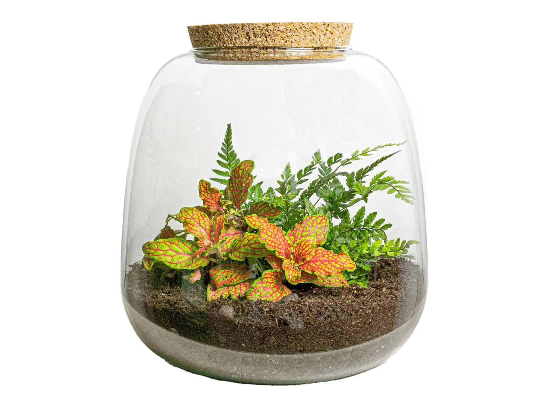Pflanzen Terrarium