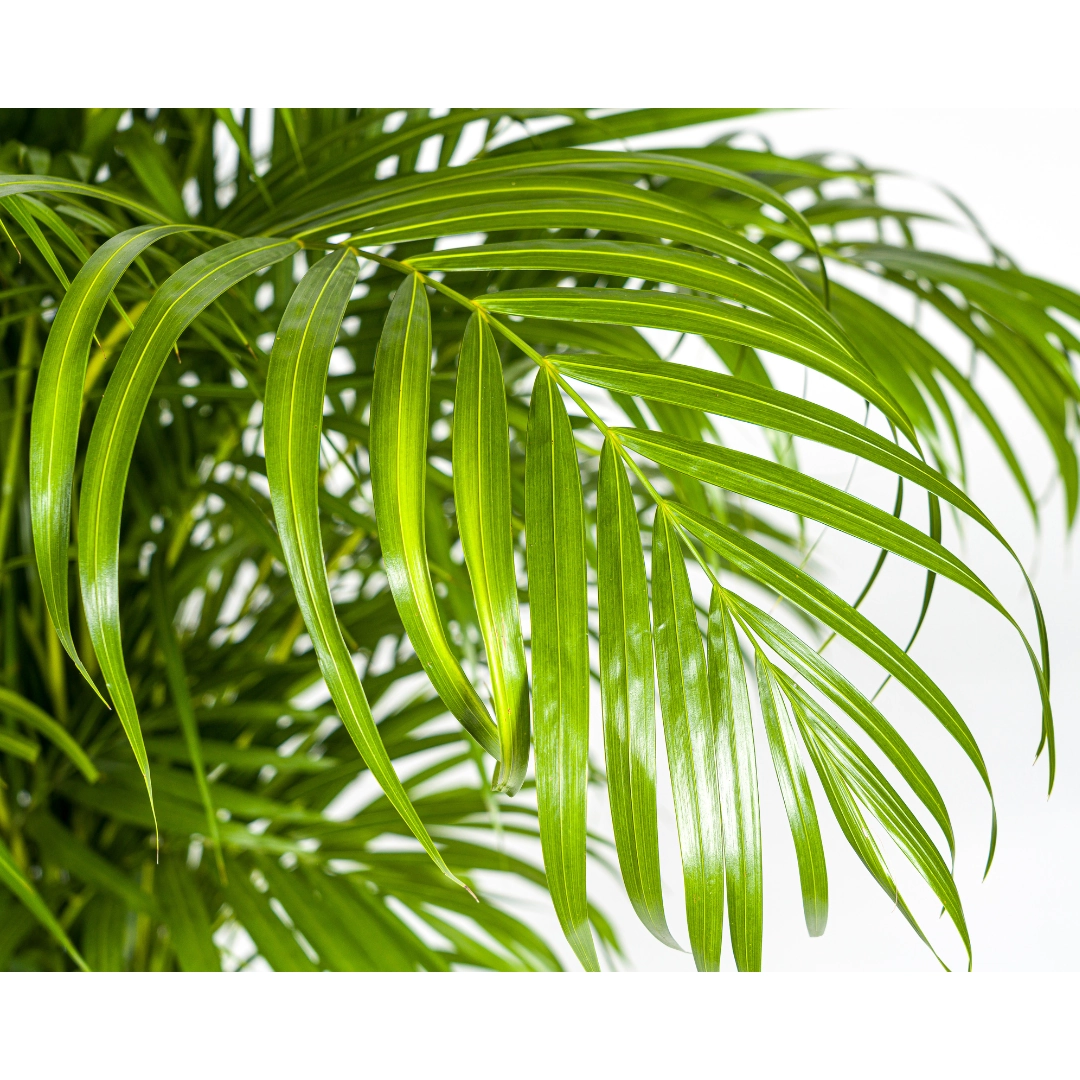 Dypsis Areca Lutescens – Goldpalme Detailansicht
