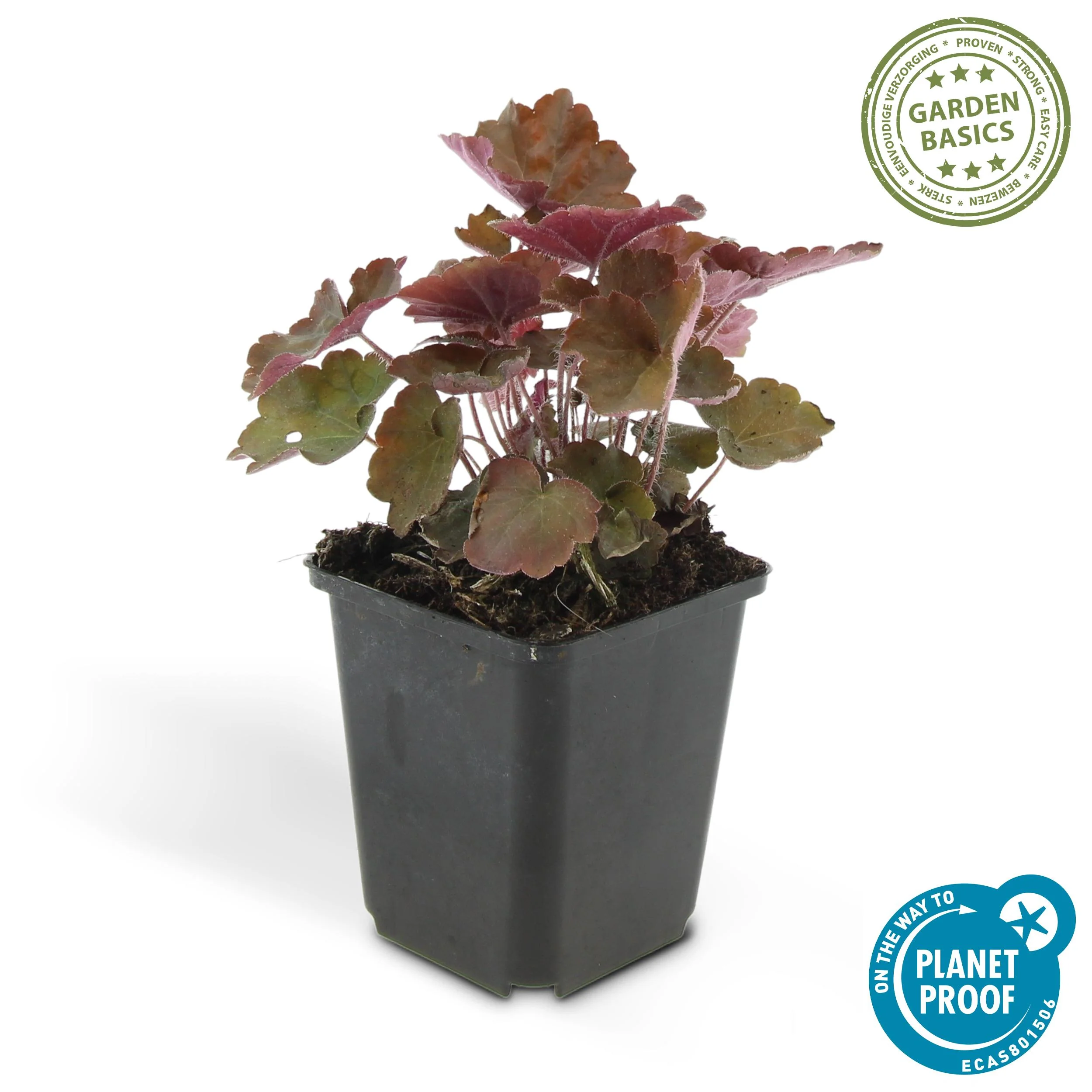 Heuchera 'Palace Purple' Detailbild