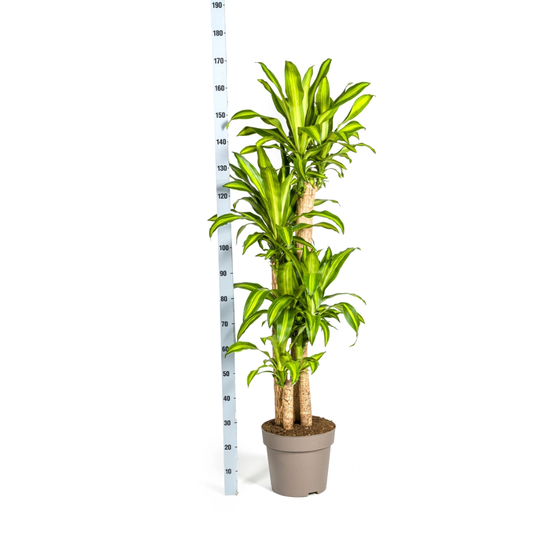 Detailaufnahme Dracaena Fragrans Massangeana