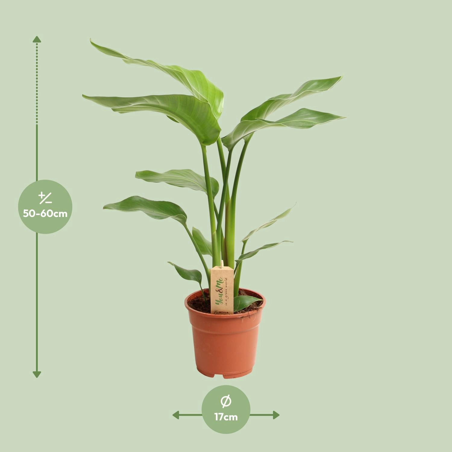 Paradiesvogel-Blume in voller Pracht