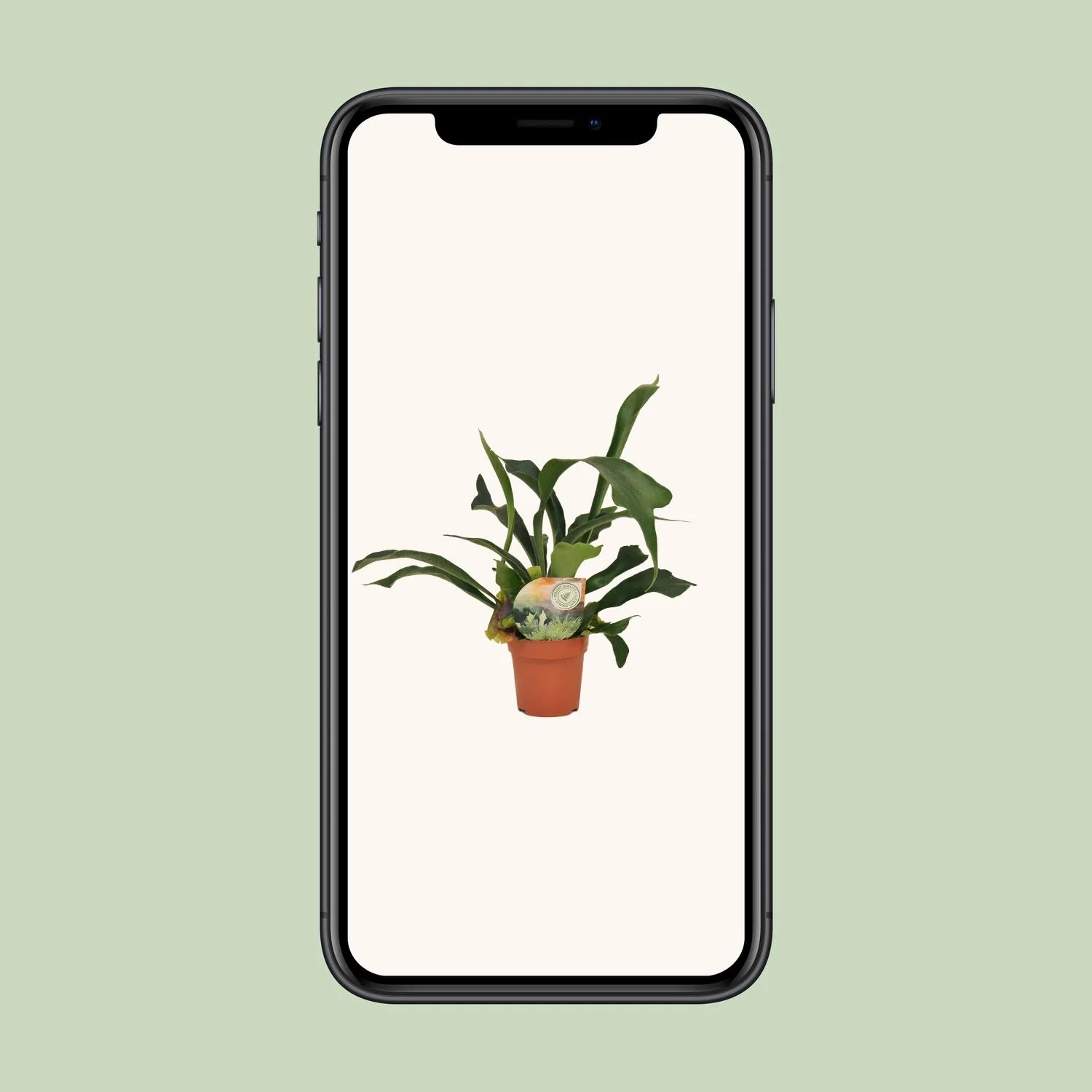 Dieffenbachia Vesuvius – große, leuchtend grüne Blätter