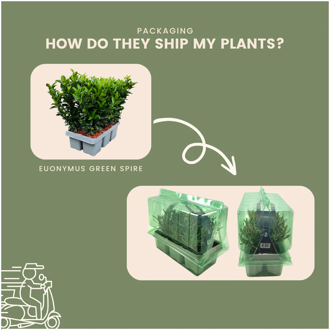 Euonymus 'Green Spire' im Garten