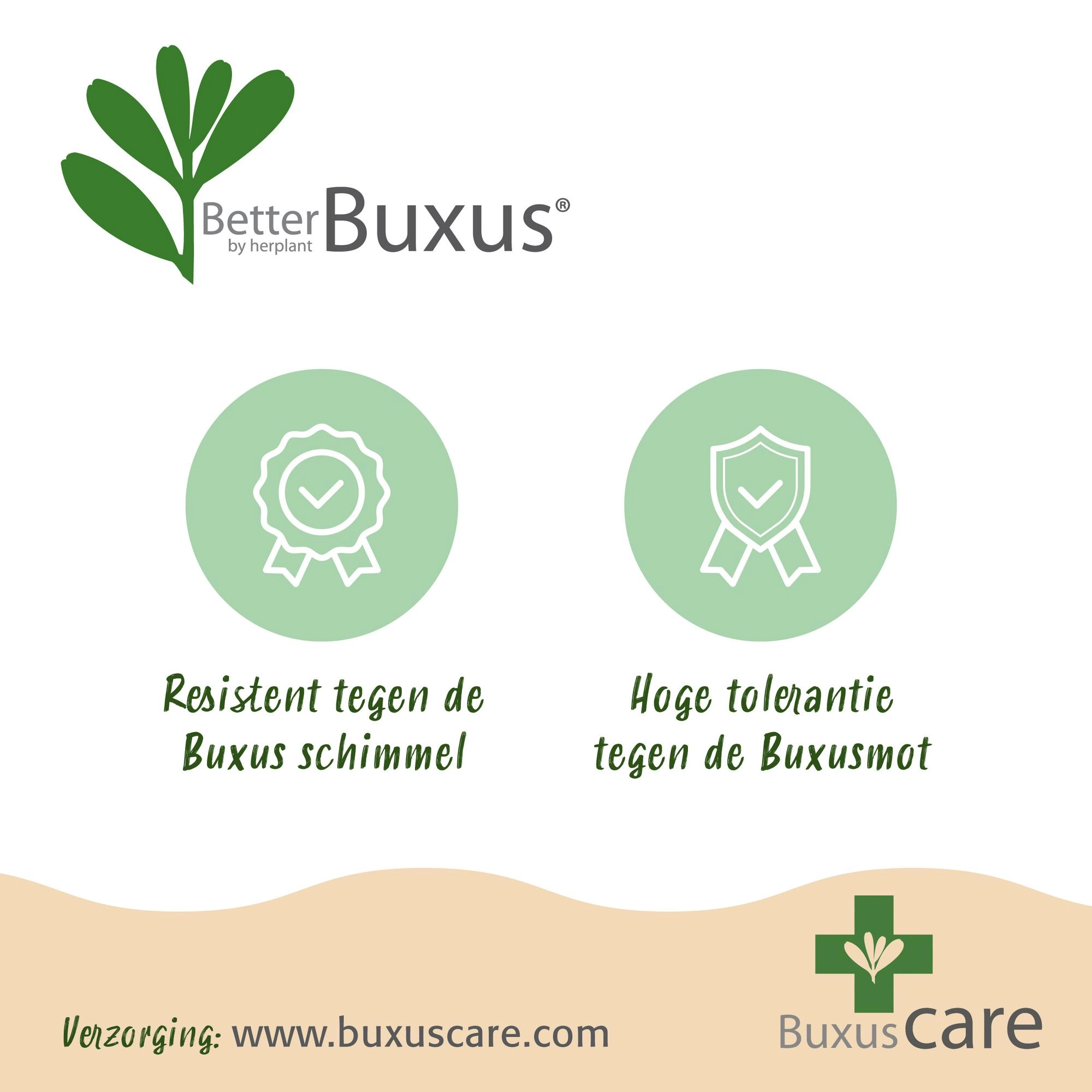 BetterBuxus Kugel-Form im Nahbereich auf Terrasse