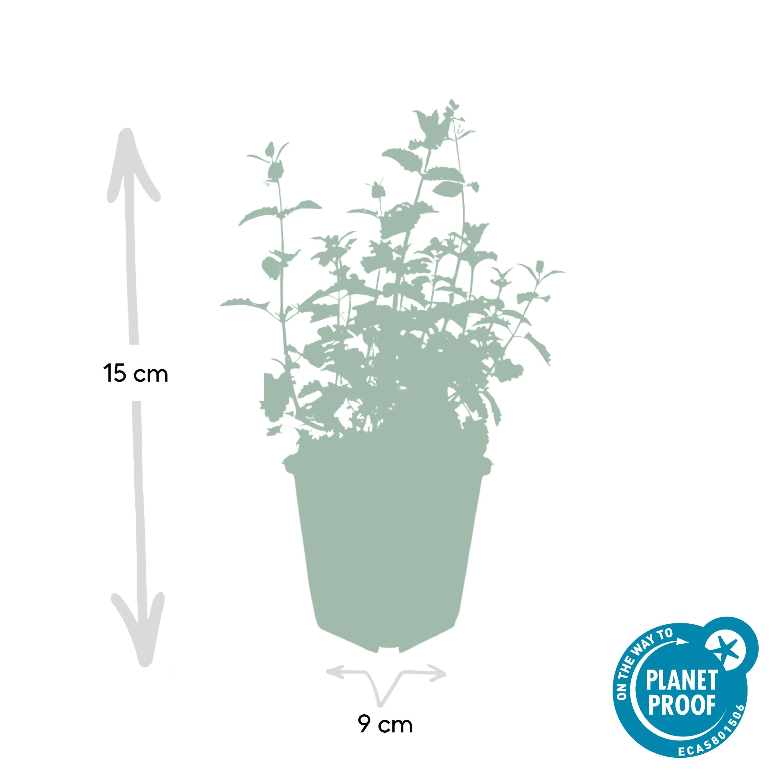 Nahaufnahme der Blüten von Nepeta 'Six Hills Giant'