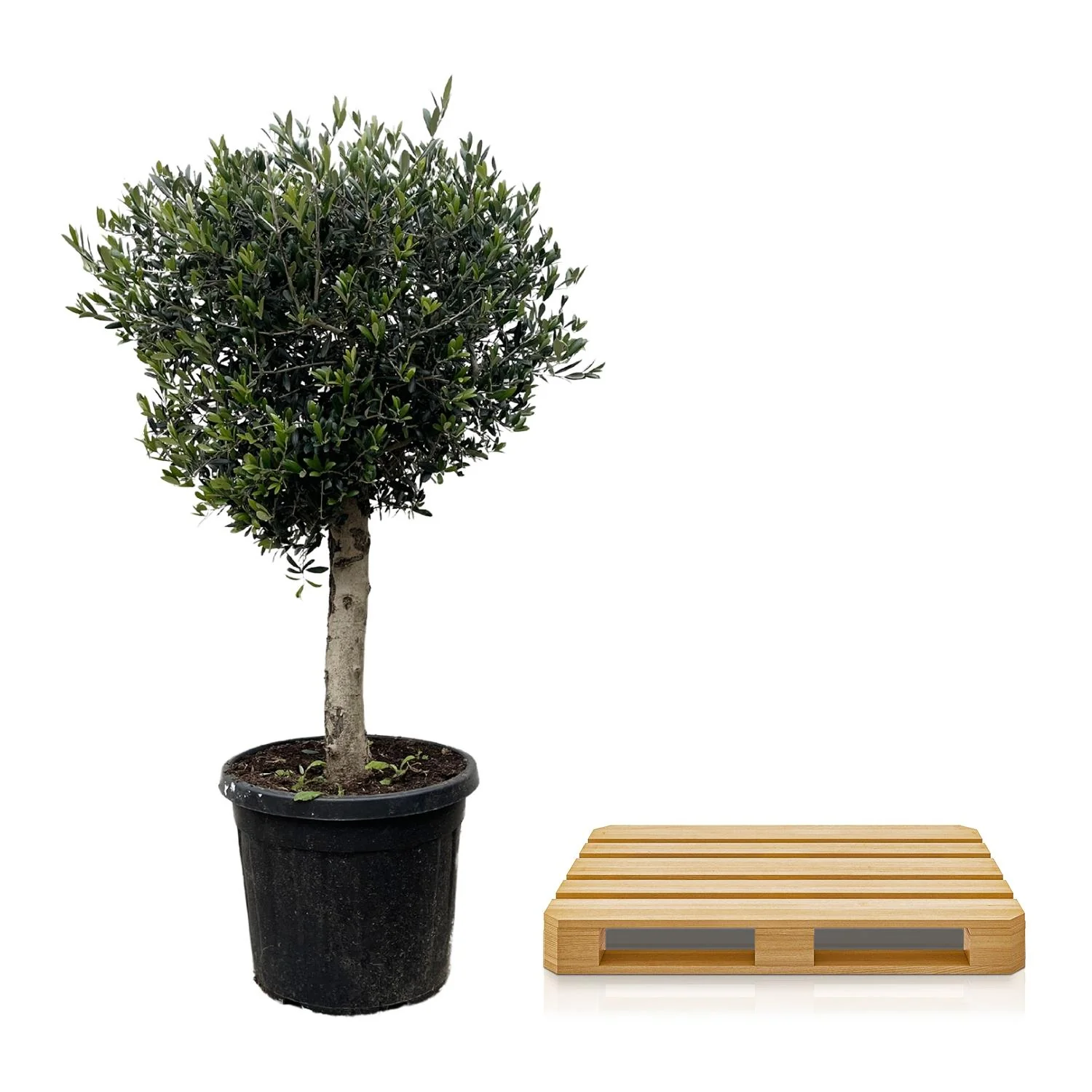 Olea Europaea Olivenbaum