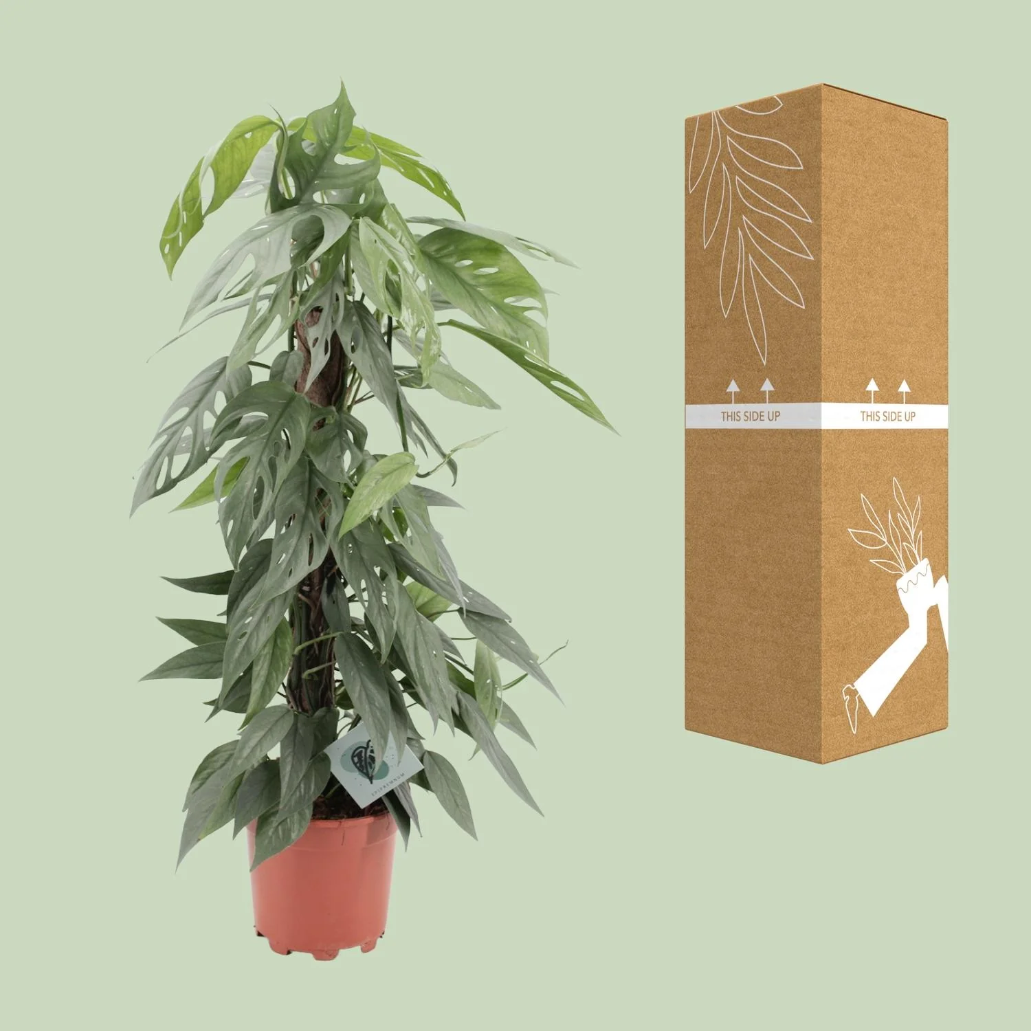 Epipremnum Pinnatum Cebu Blue - Goldene Efeutute