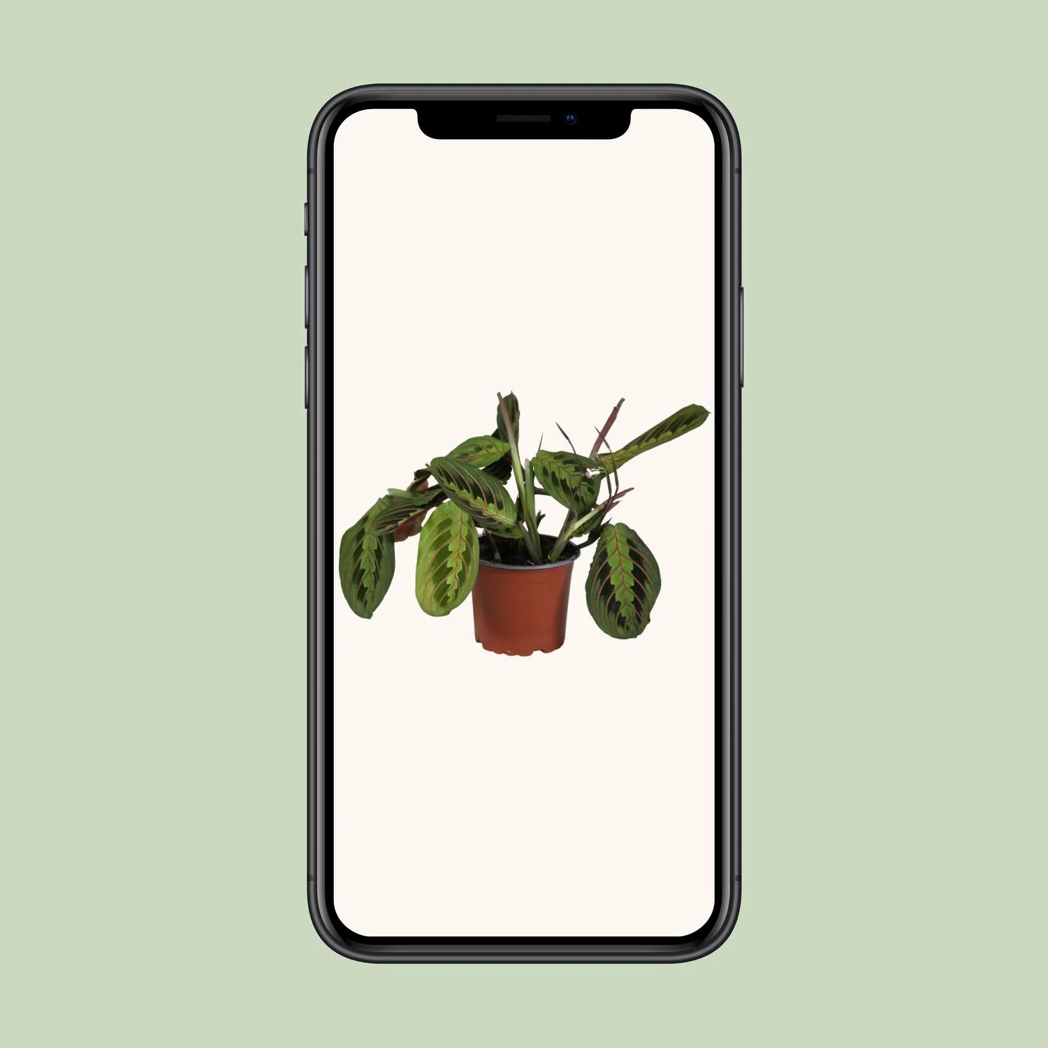 Maranta leuconeura Detail