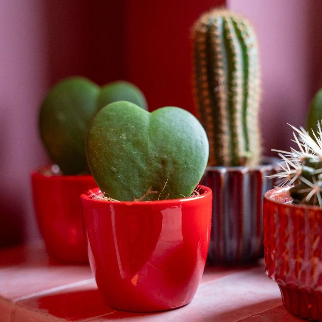 Mini Pflanzen-Set frontal: 3 Hoya Kerrii in bunten Love-Pots