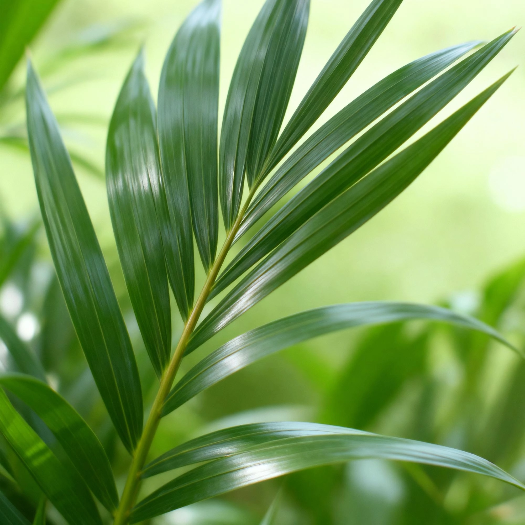 Kentia-Palme im Wohnzimmer