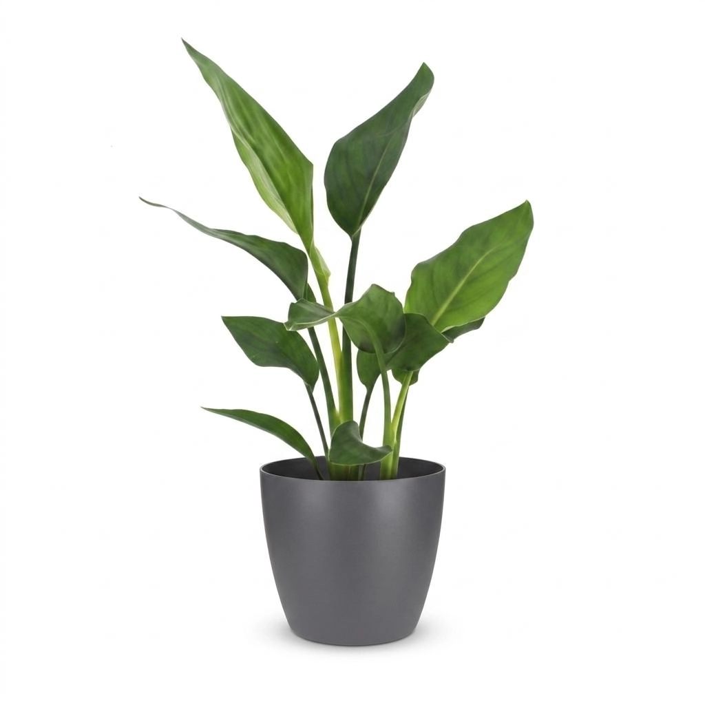 Strelitzia Reginea, exotische Zimmerpflanze