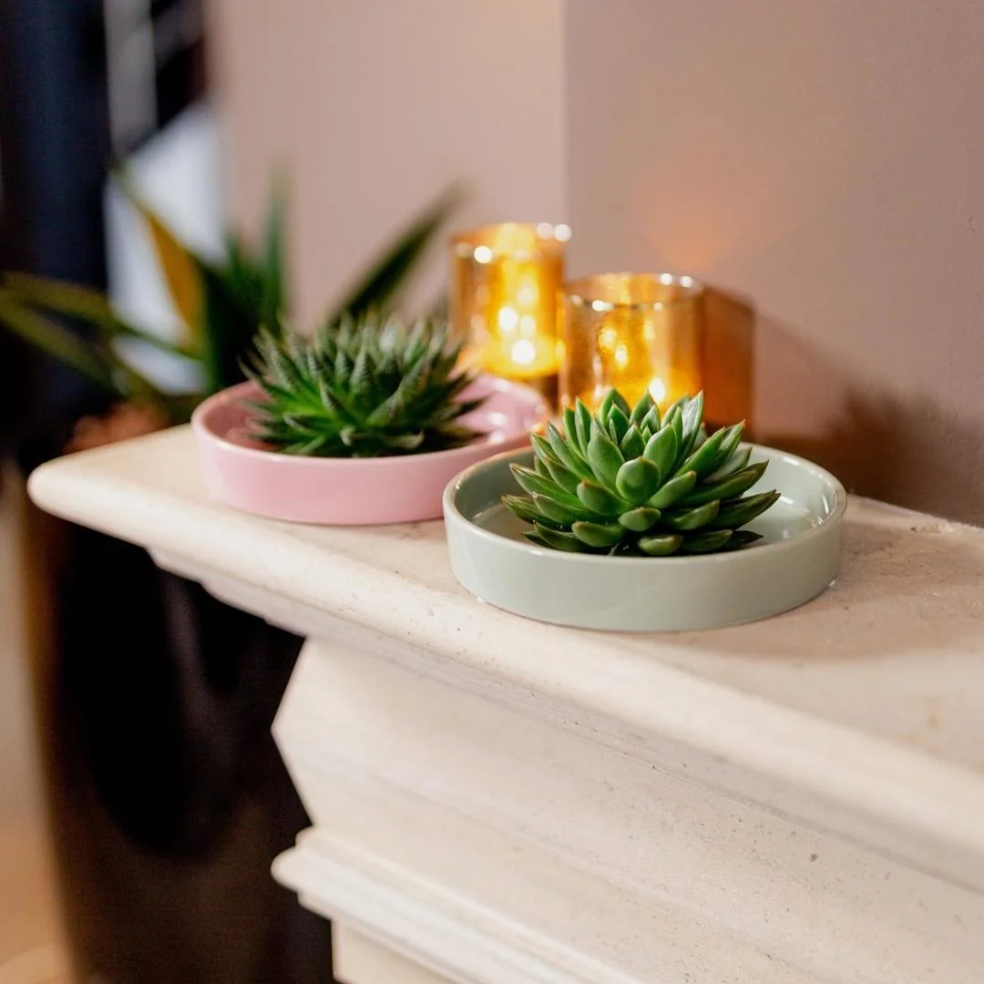 Echeveria pulidonis in Keramikschale