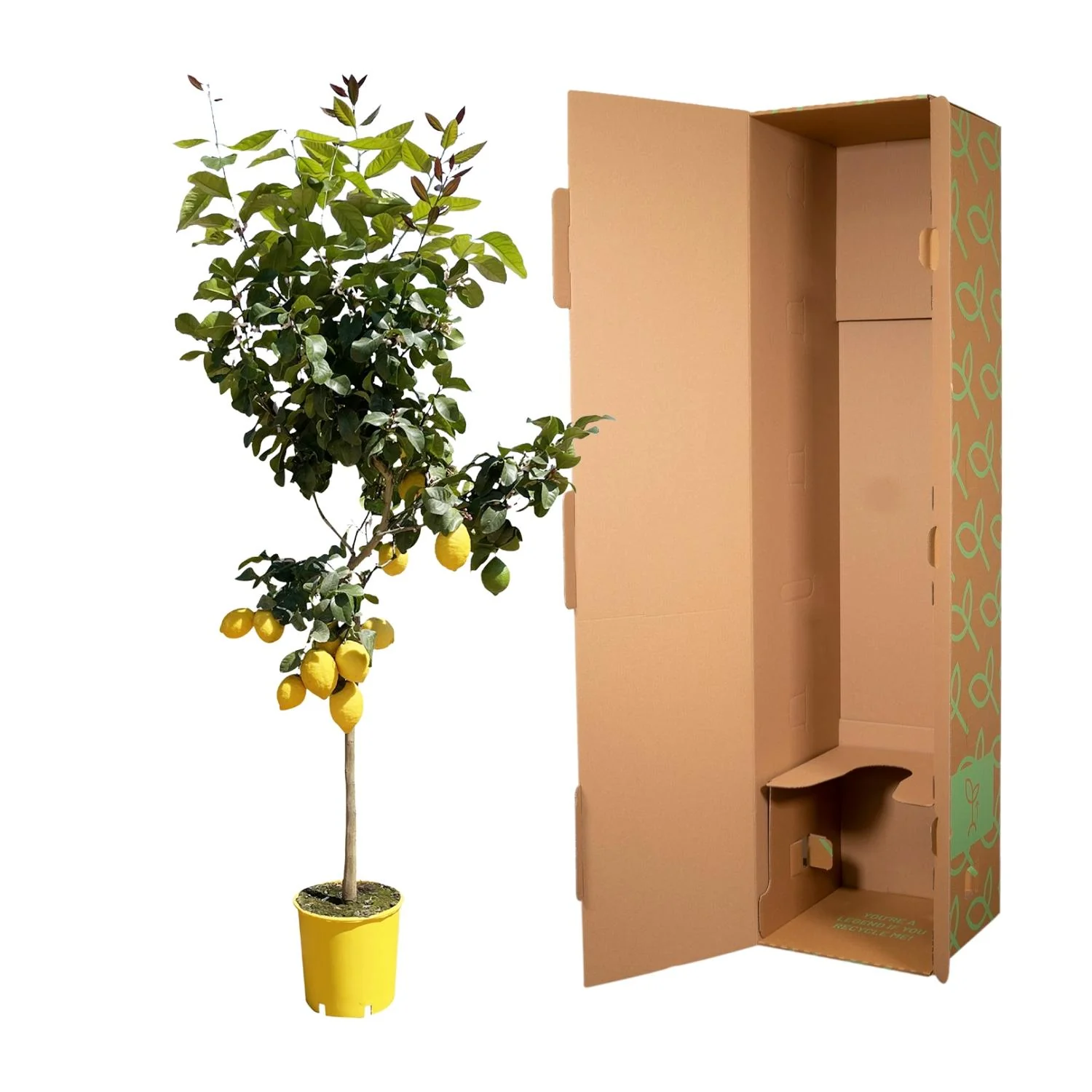 Zitronenbaum als Pflanze