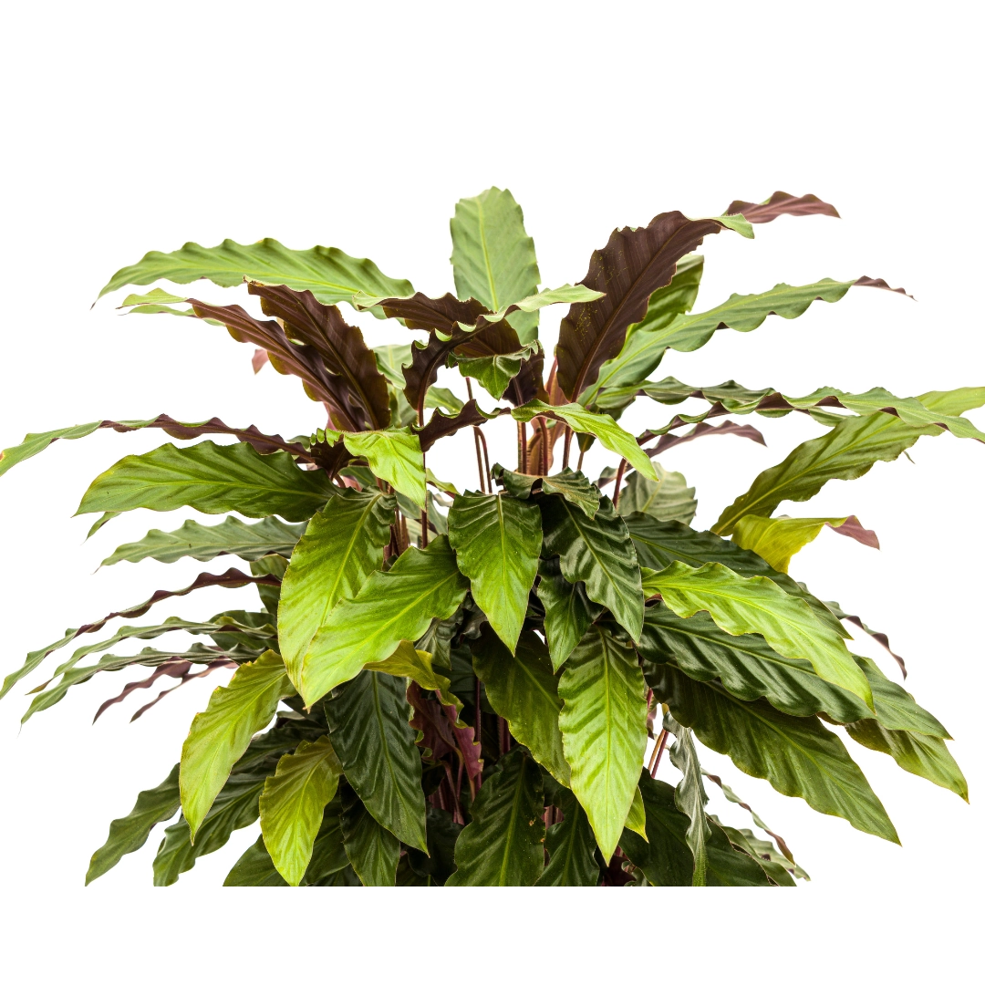 Calathea Rufibarba mit langen, schmalen Blättern