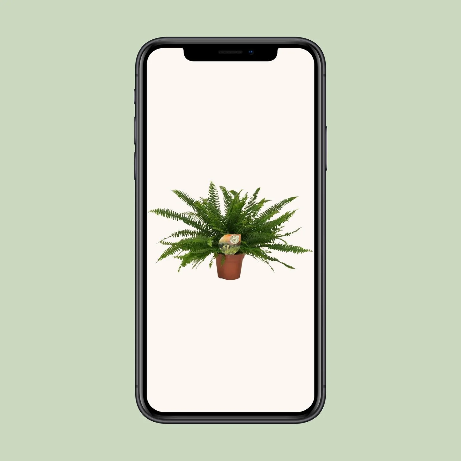 Pflege des Boston-Farns