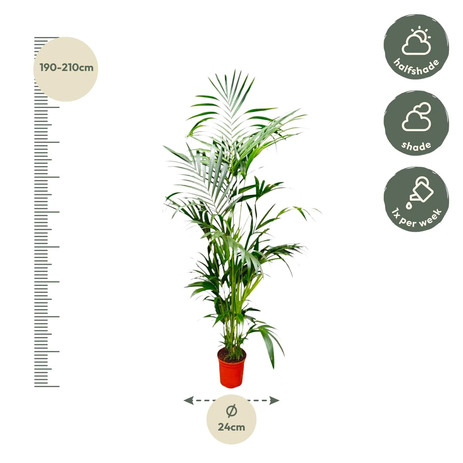 Kentia Palme im Innenraum