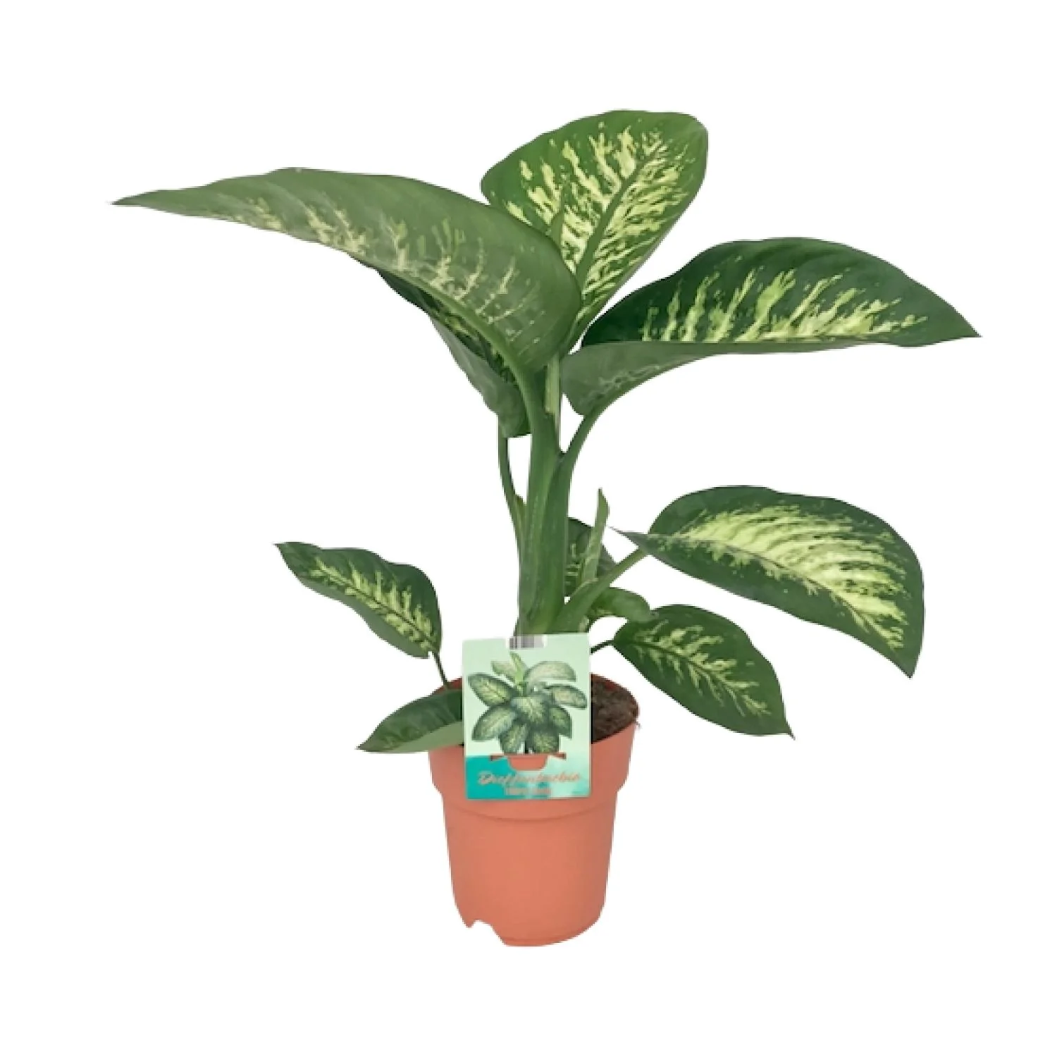 Dieffenbachia Seguine Tropic Snow in Halbschatten