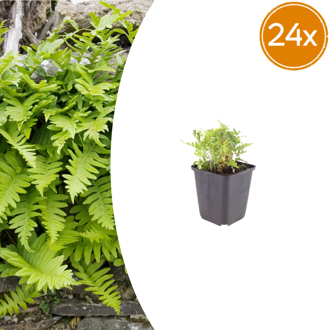 Polypodium vulgare – immergrüner robuster Farn