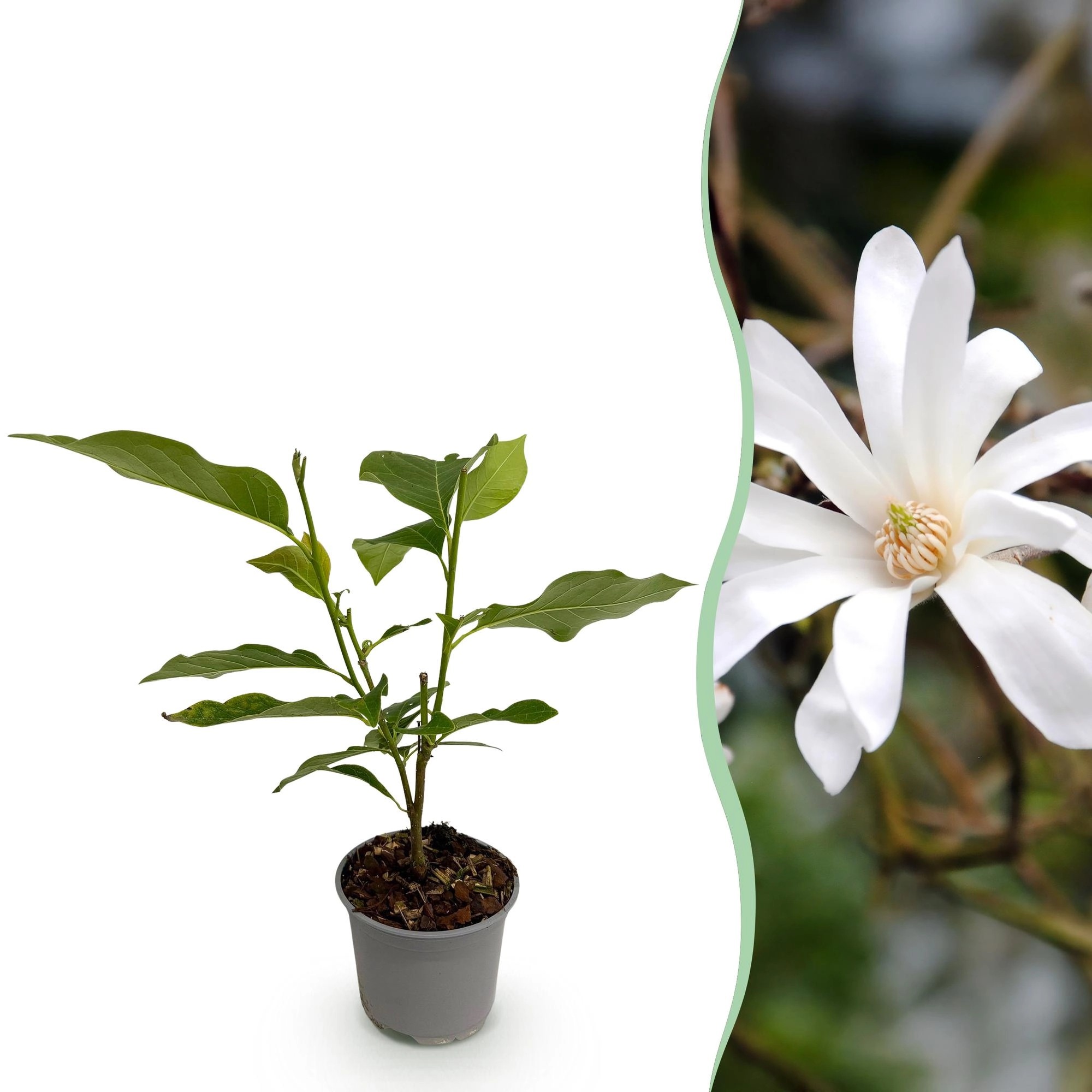 Magnolia stellata in voller Blüte