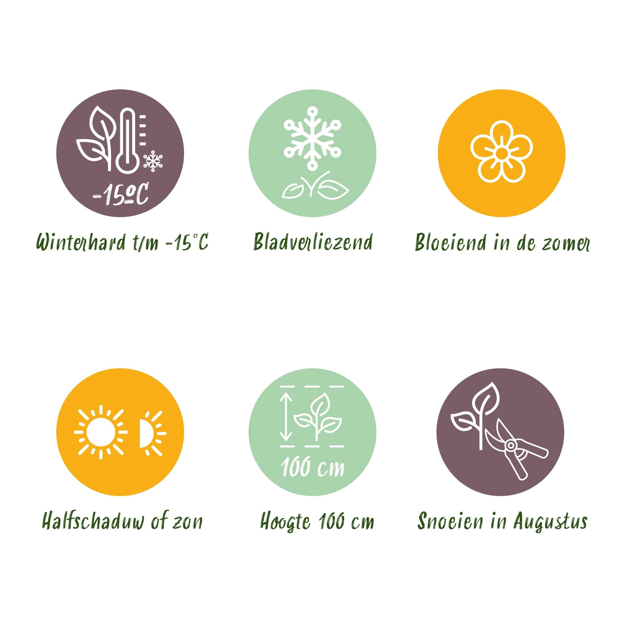 Hydrangea macrophylla Magical Green Fire im Garten