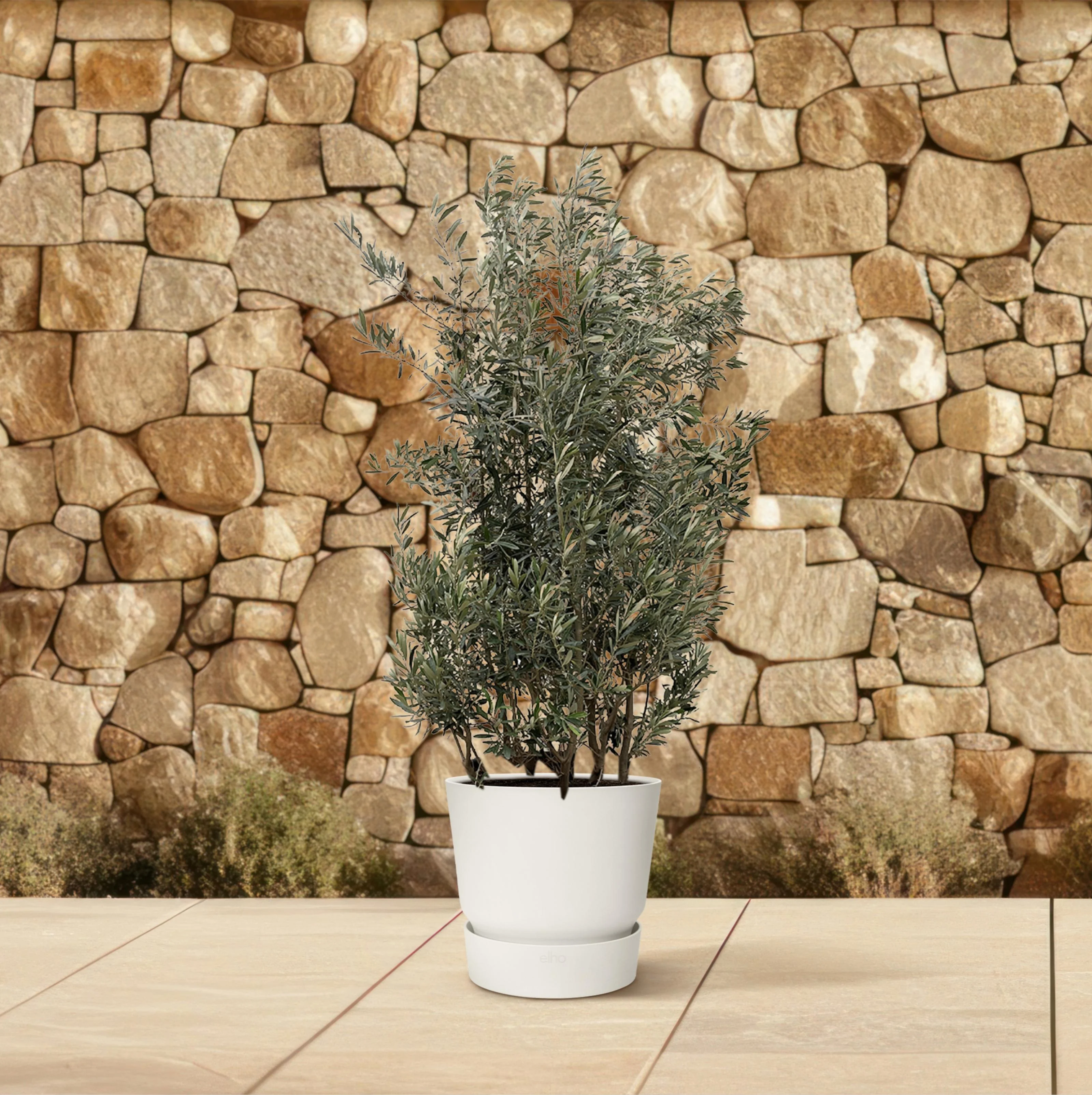 Olea Europaea als Pflanze