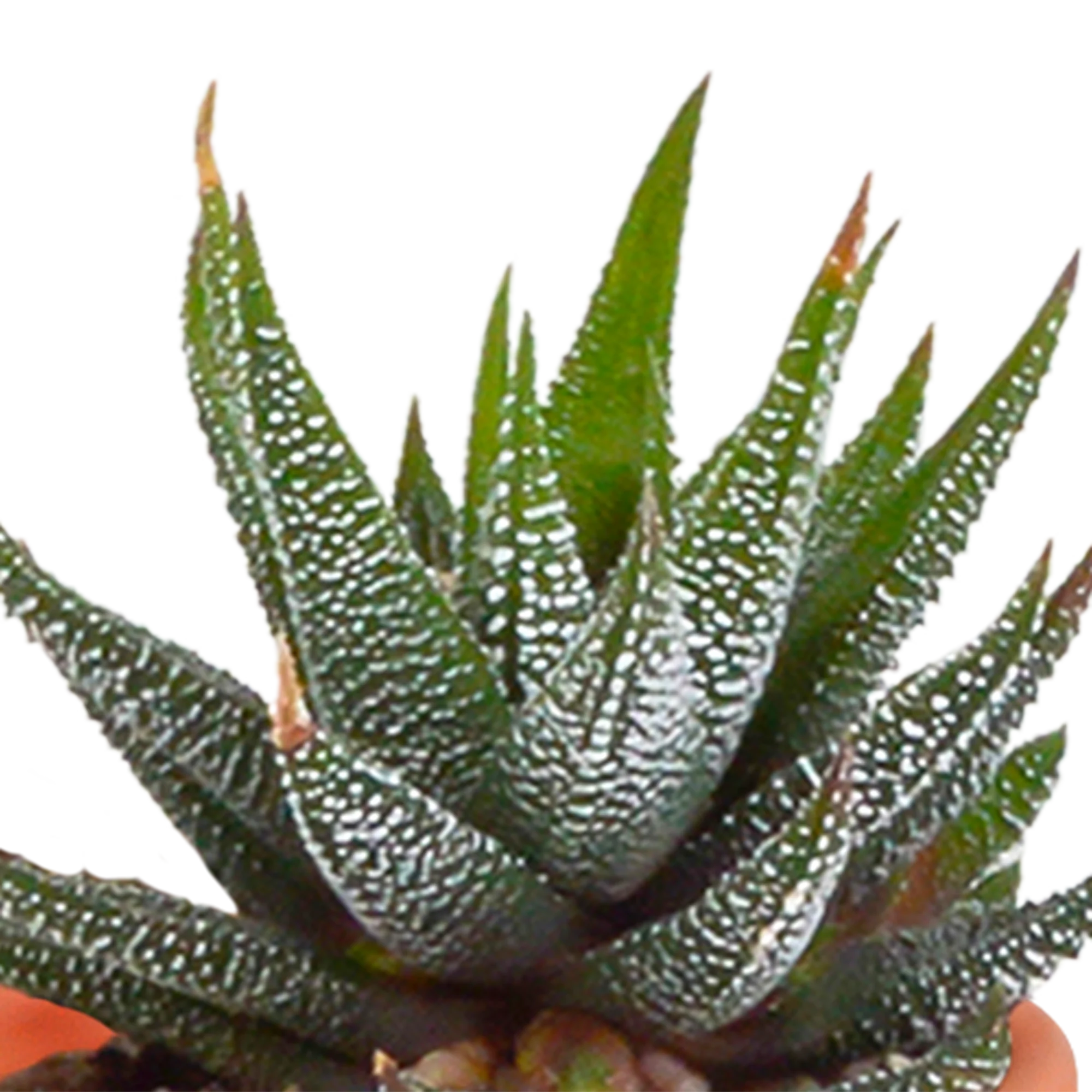 Kaktus und Sukkulenten Mix – Detailansicht