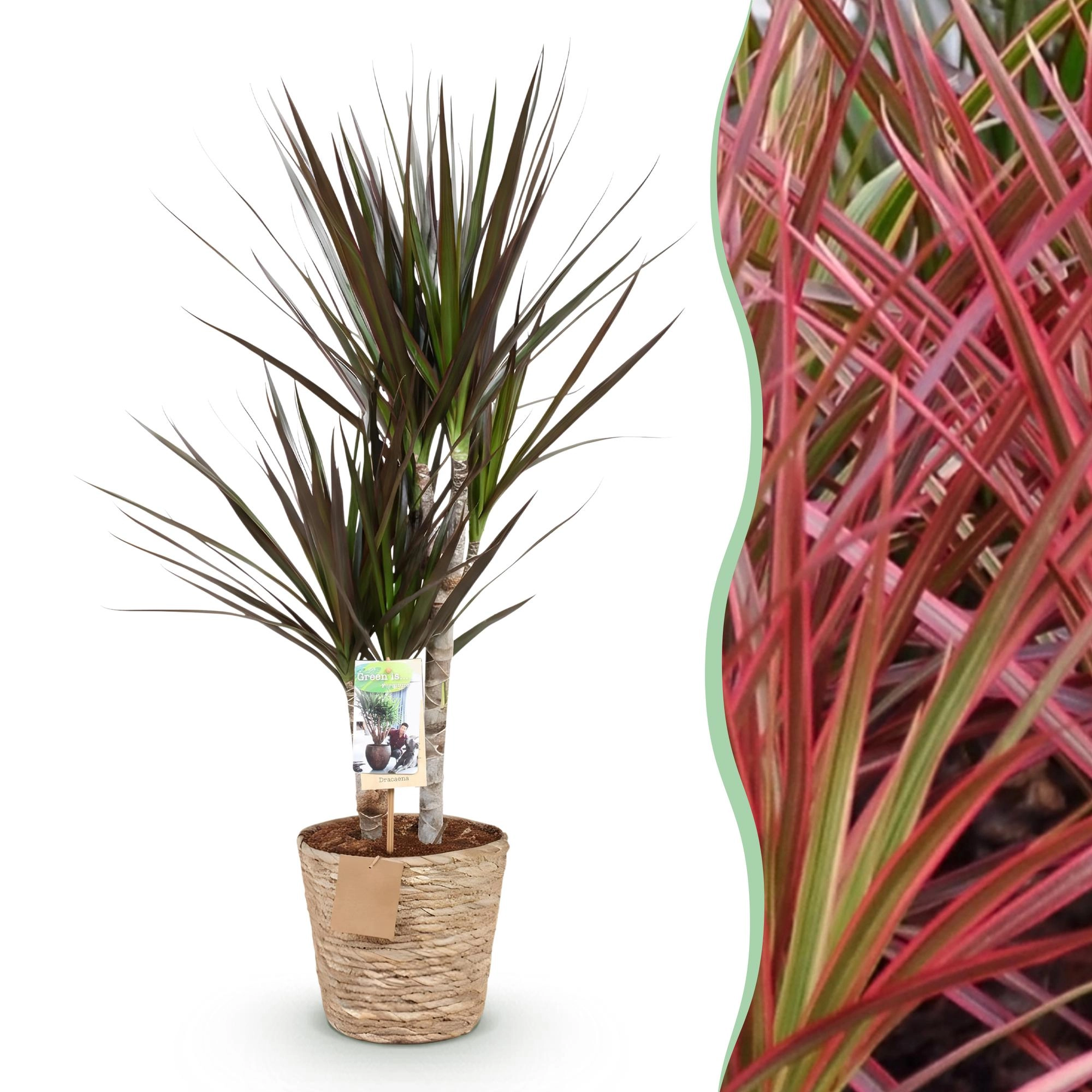 Dracaena Magenta - auffällige Zimmerpflanze