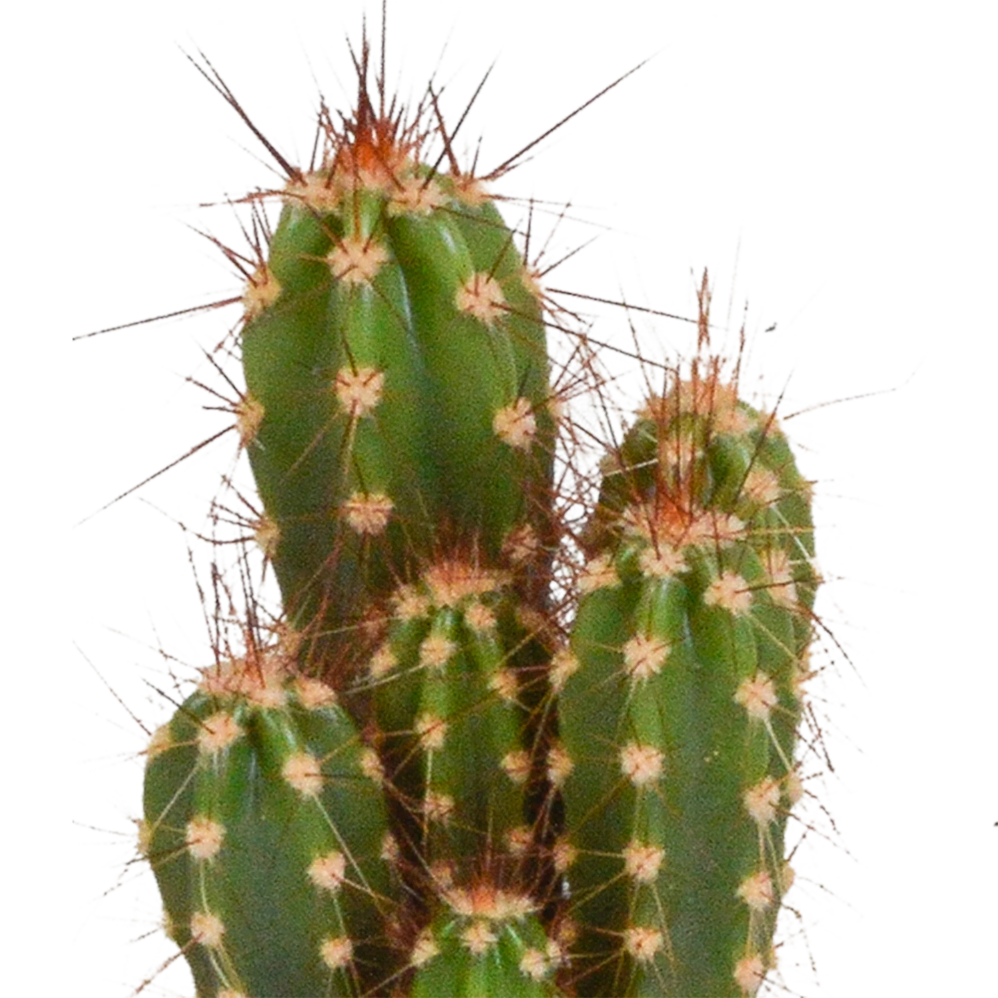 Detailansicht der Kaktus-Mischung