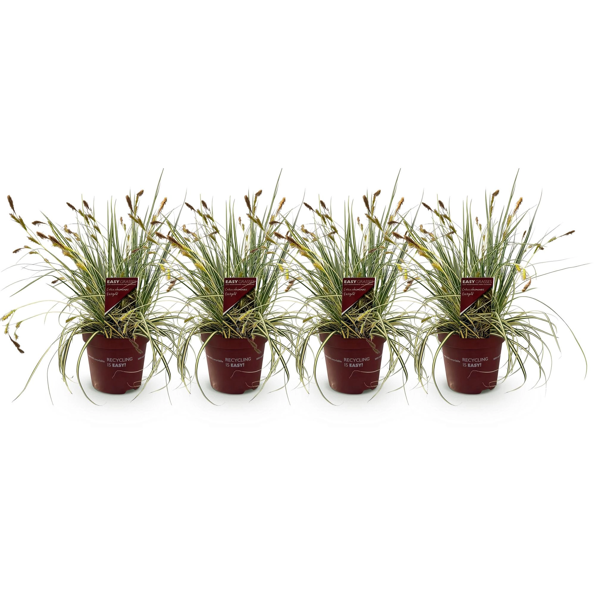 Detailansicht Carex oshimensis Evergold