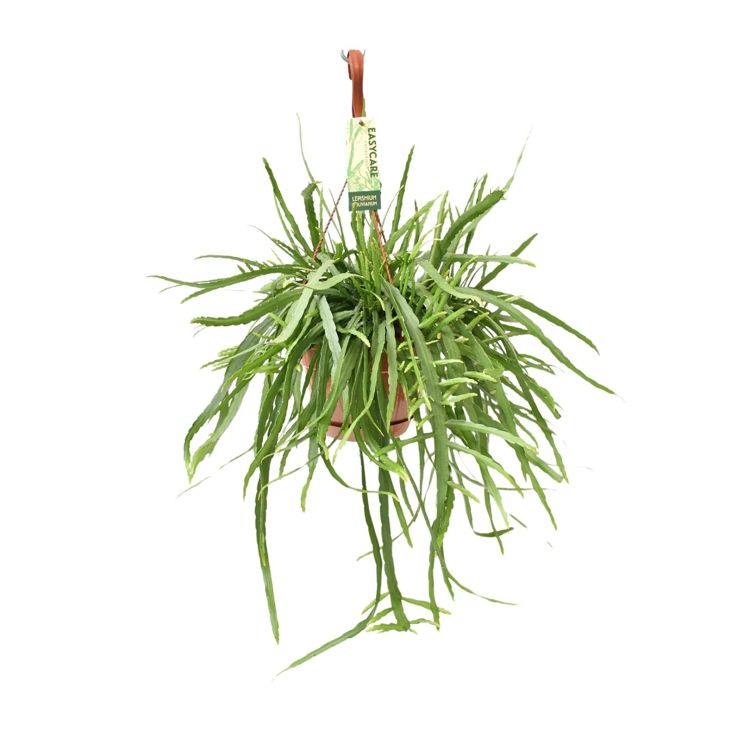 Lepismium Bolivianum in der Innenraumgestaltung