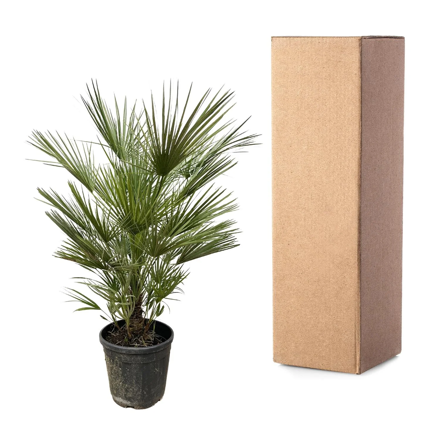 Chamaerops Humilis als Palme