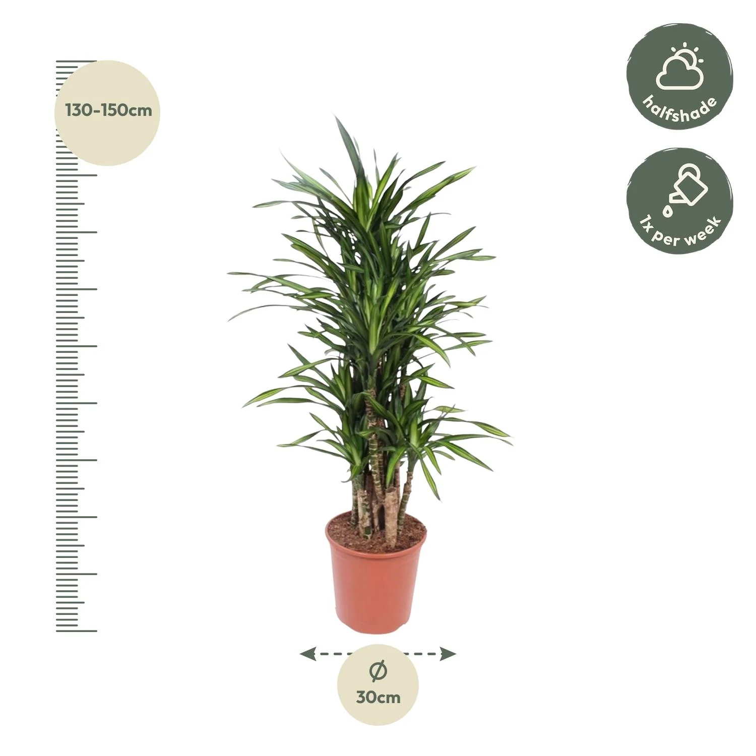 Dracaena Riki Blätter