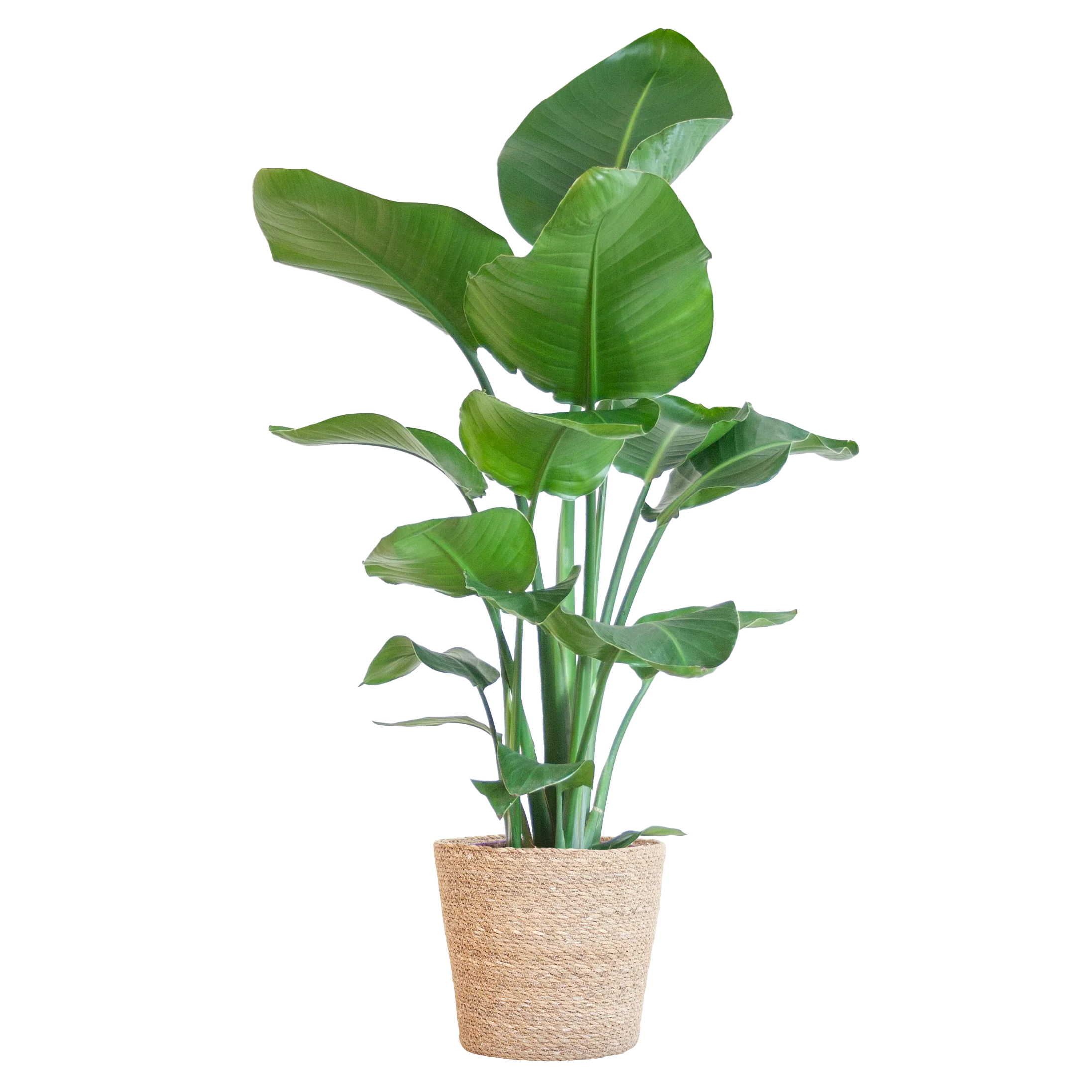 Strelitzia Nicolai im Blumentopf Sofia