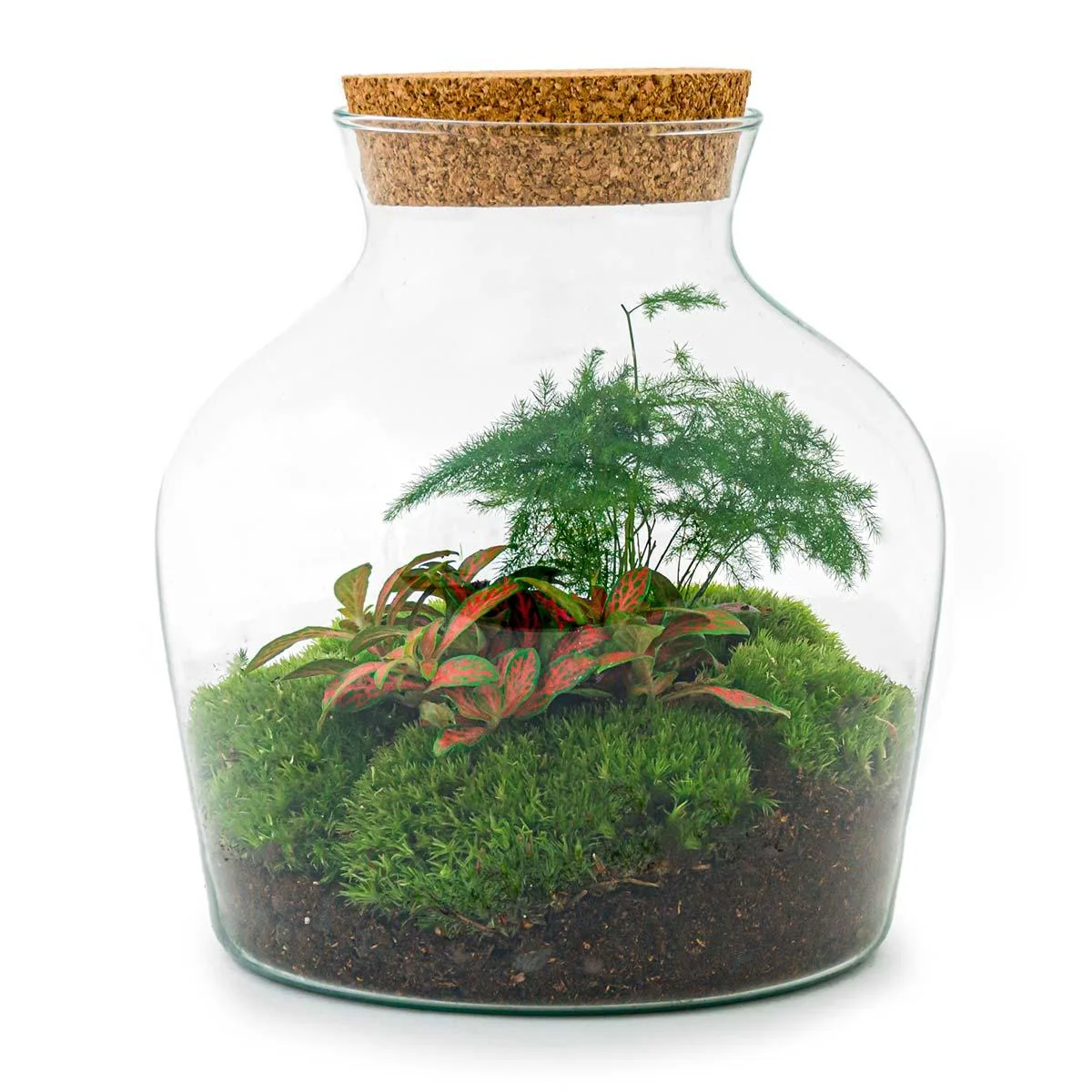 DIY Terrarium - Little Joe