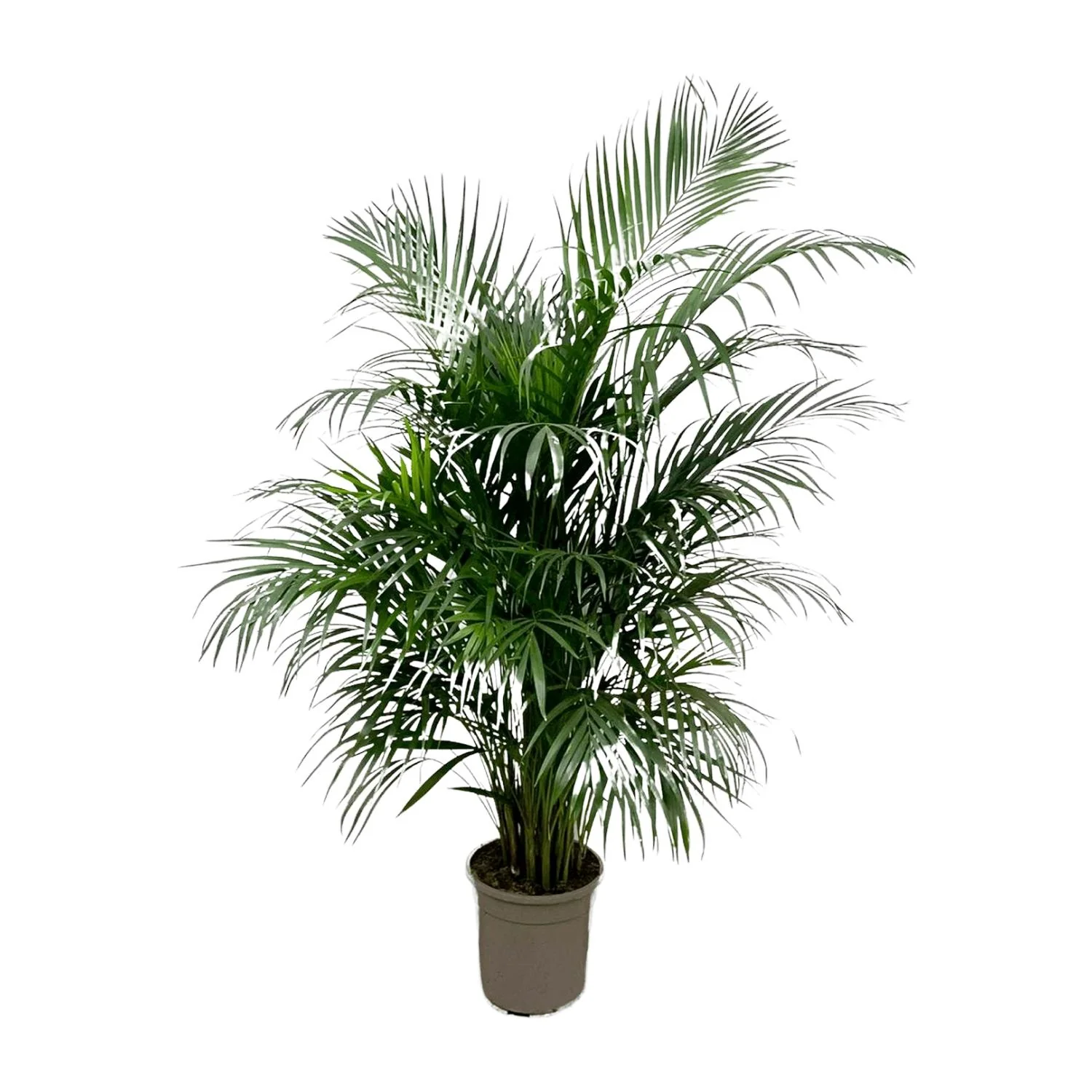 Dypsis Lutescens Areca-Palme